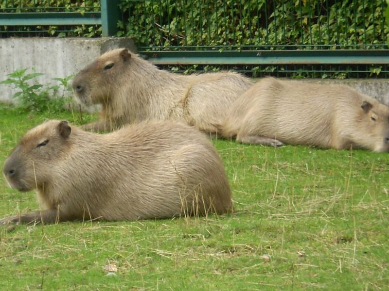 Riga Zoo