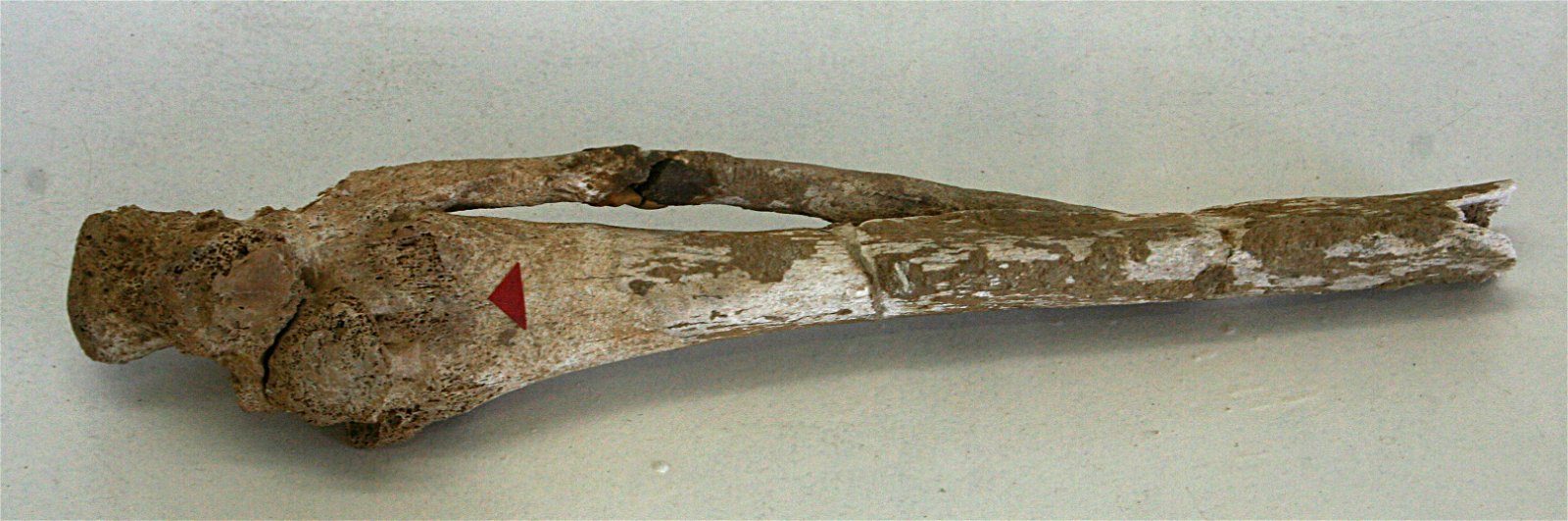 Museum of Archeology