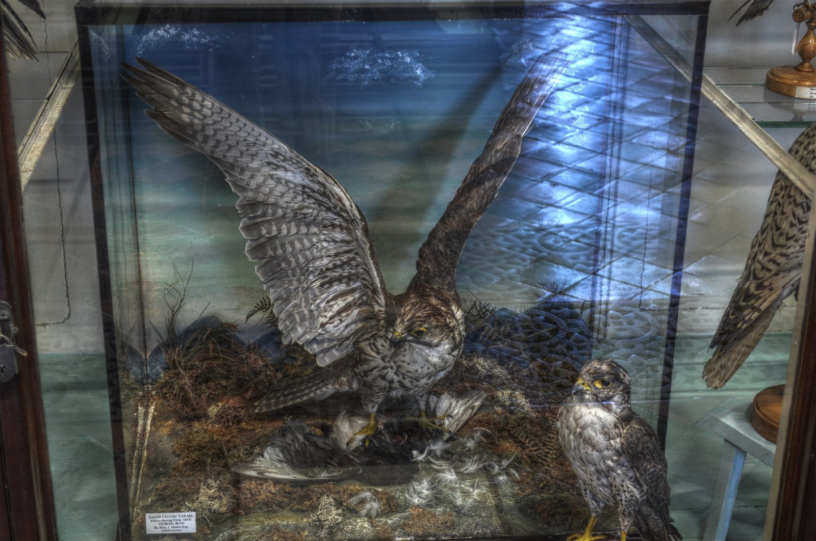 National Museum of Ireland - Natural History