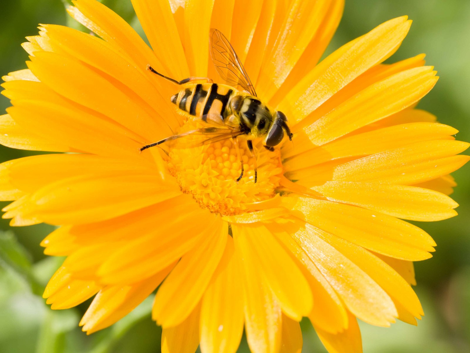 Royal Botanic Gardens, Kew