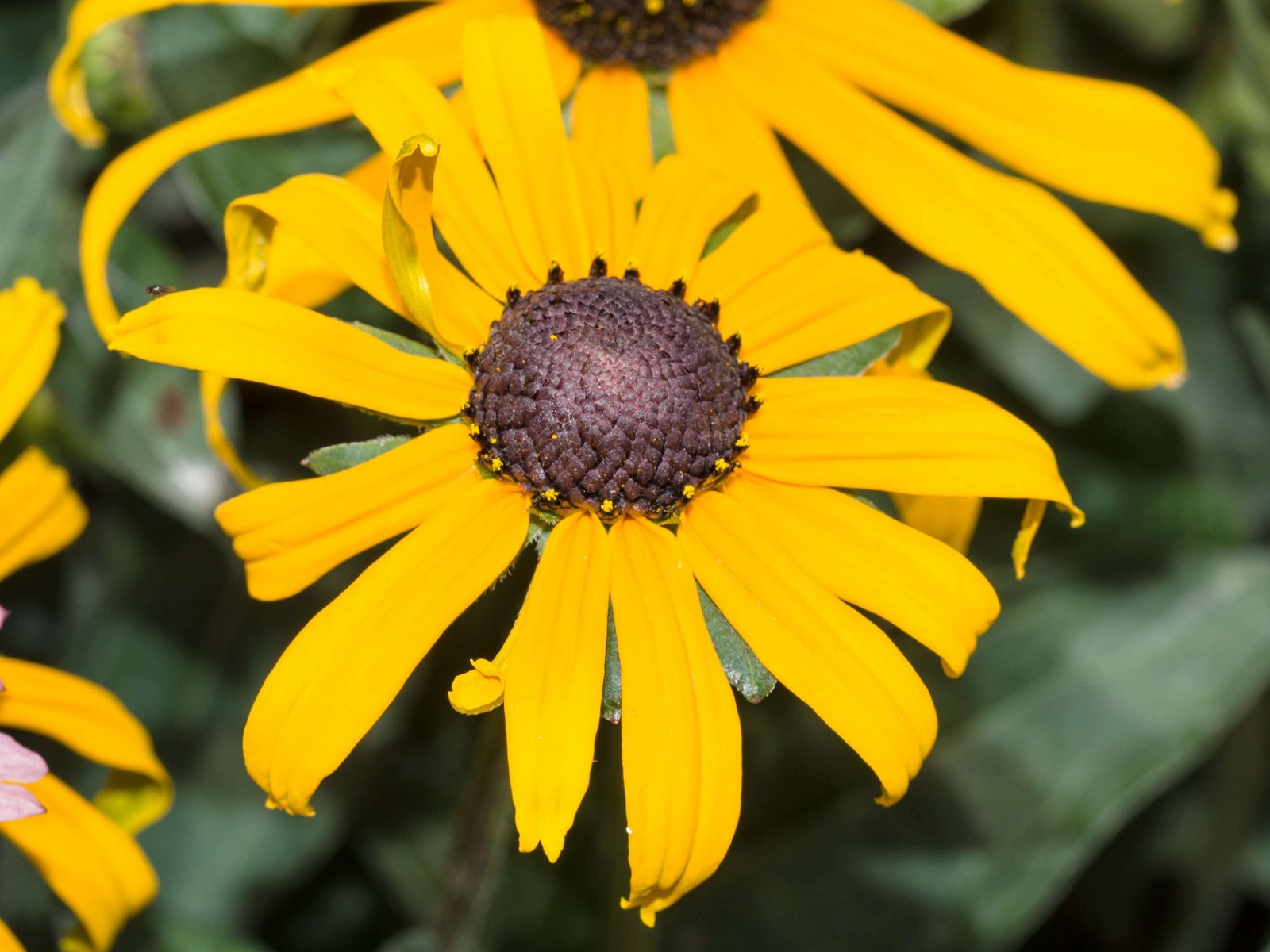 Royal Botanic Gardens, Kew