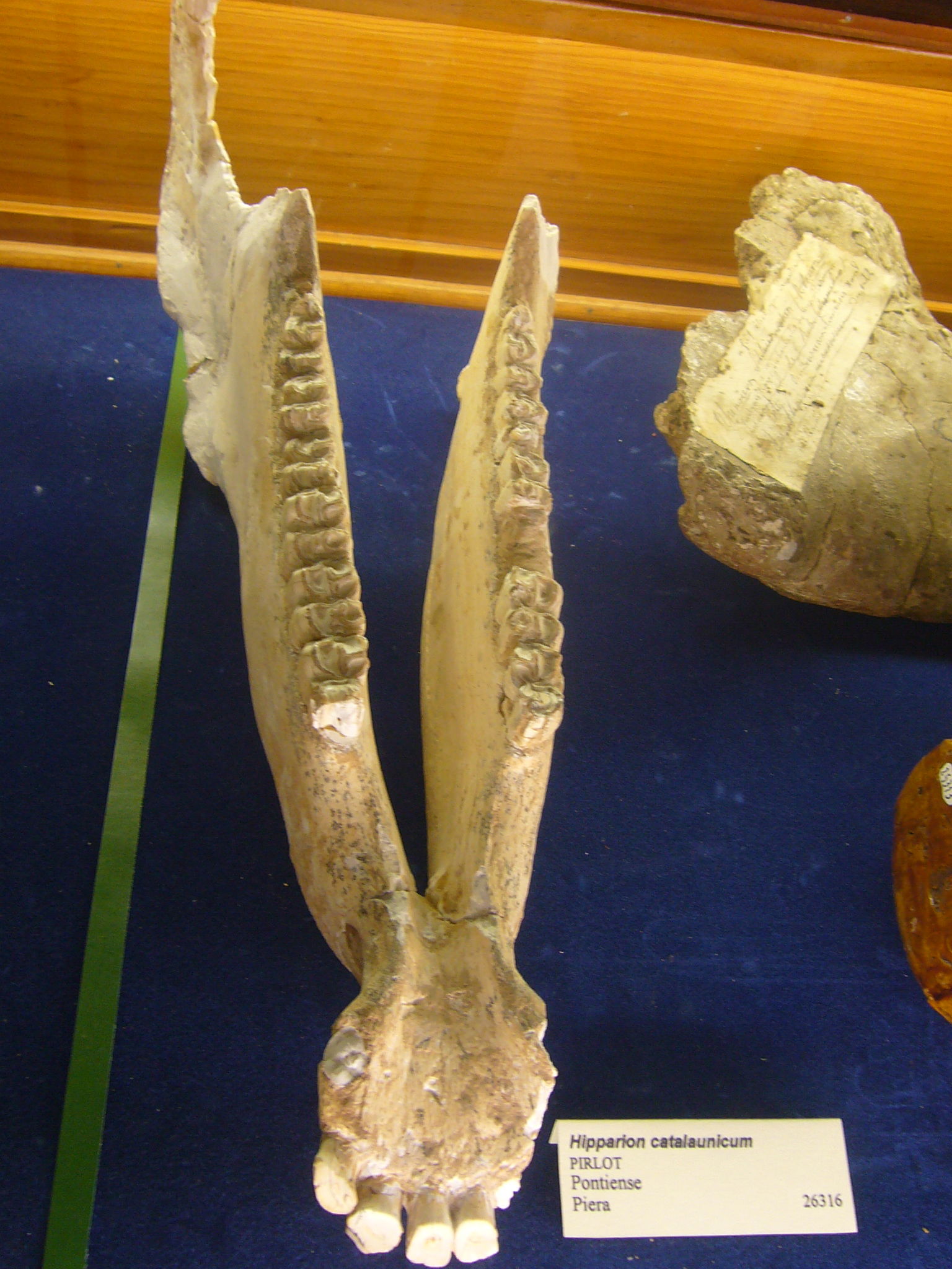 Museu Geologic del Seminari de Barcelona