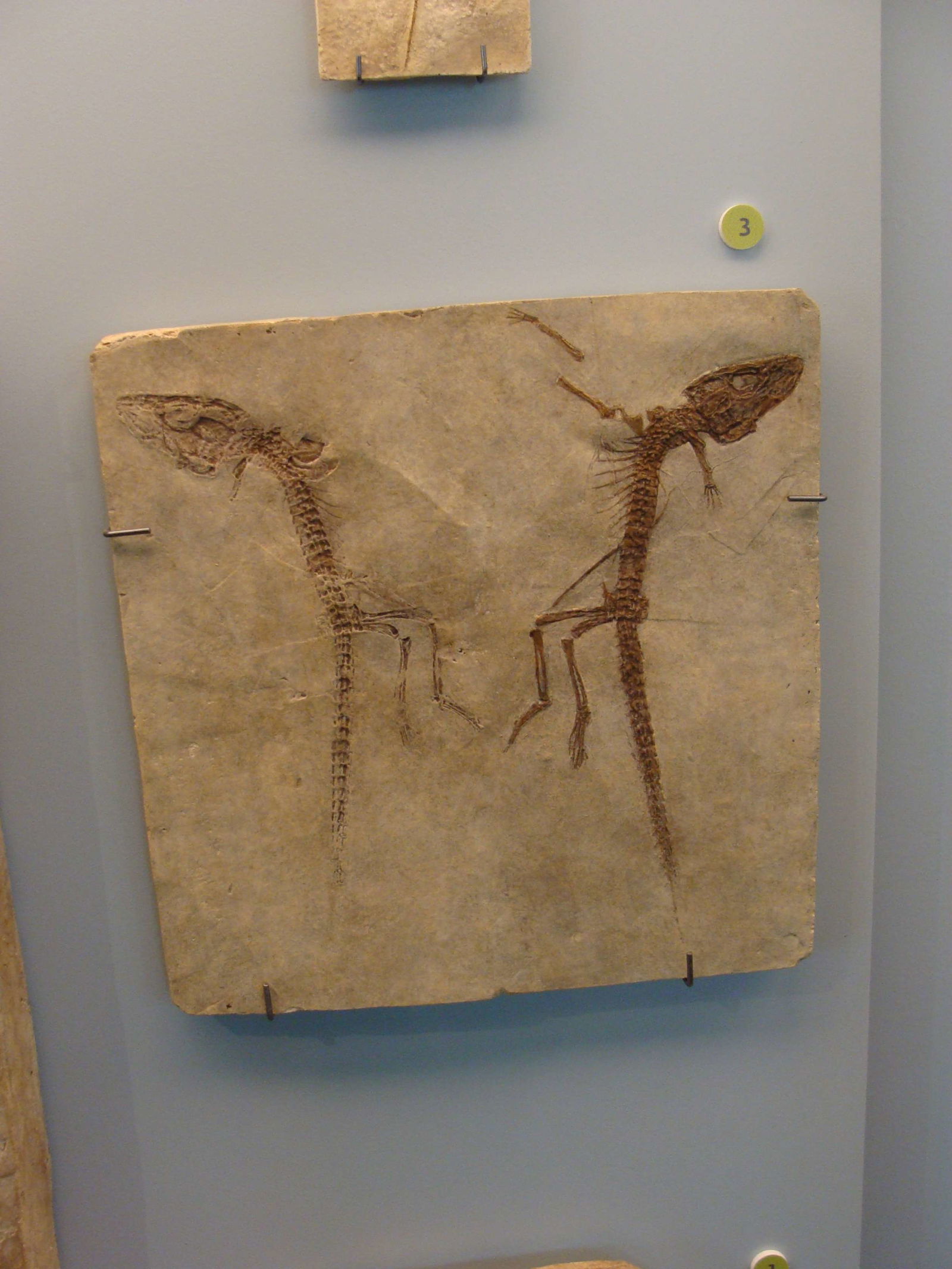 Natural Science Museum of Belgium