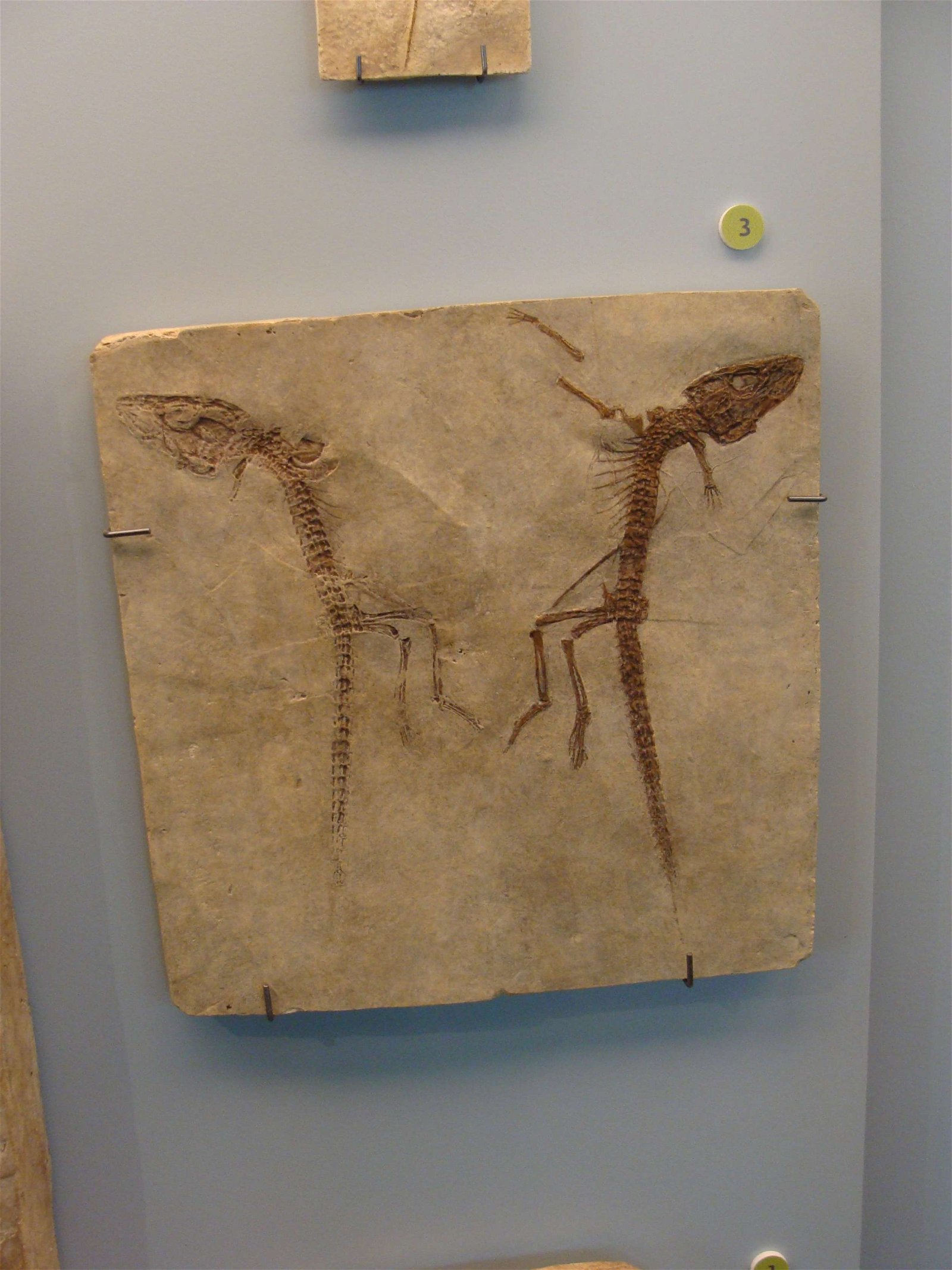 Natural Science Museum of Belgium