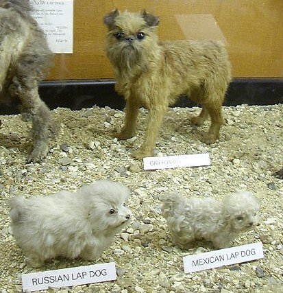 Natural History Museum at Tring