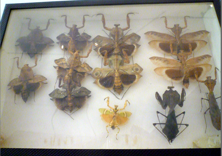 Museo Civico di Zoologia