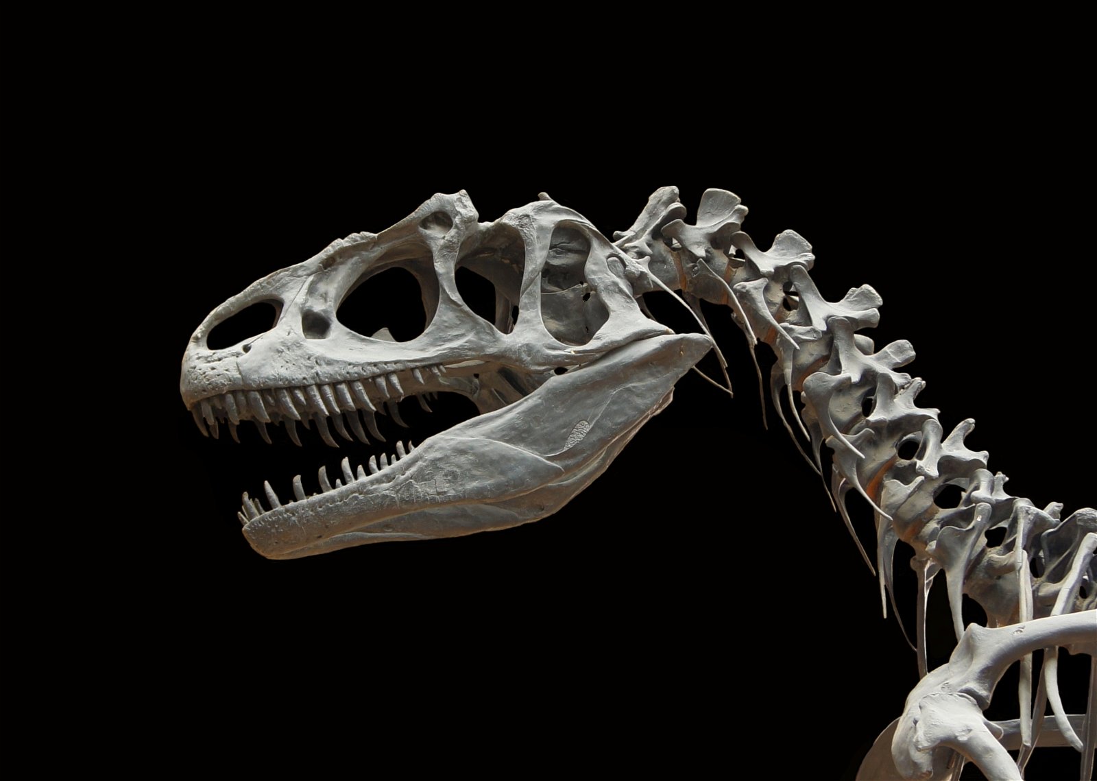 Gallery of Paleontology and Comparative Anatomy