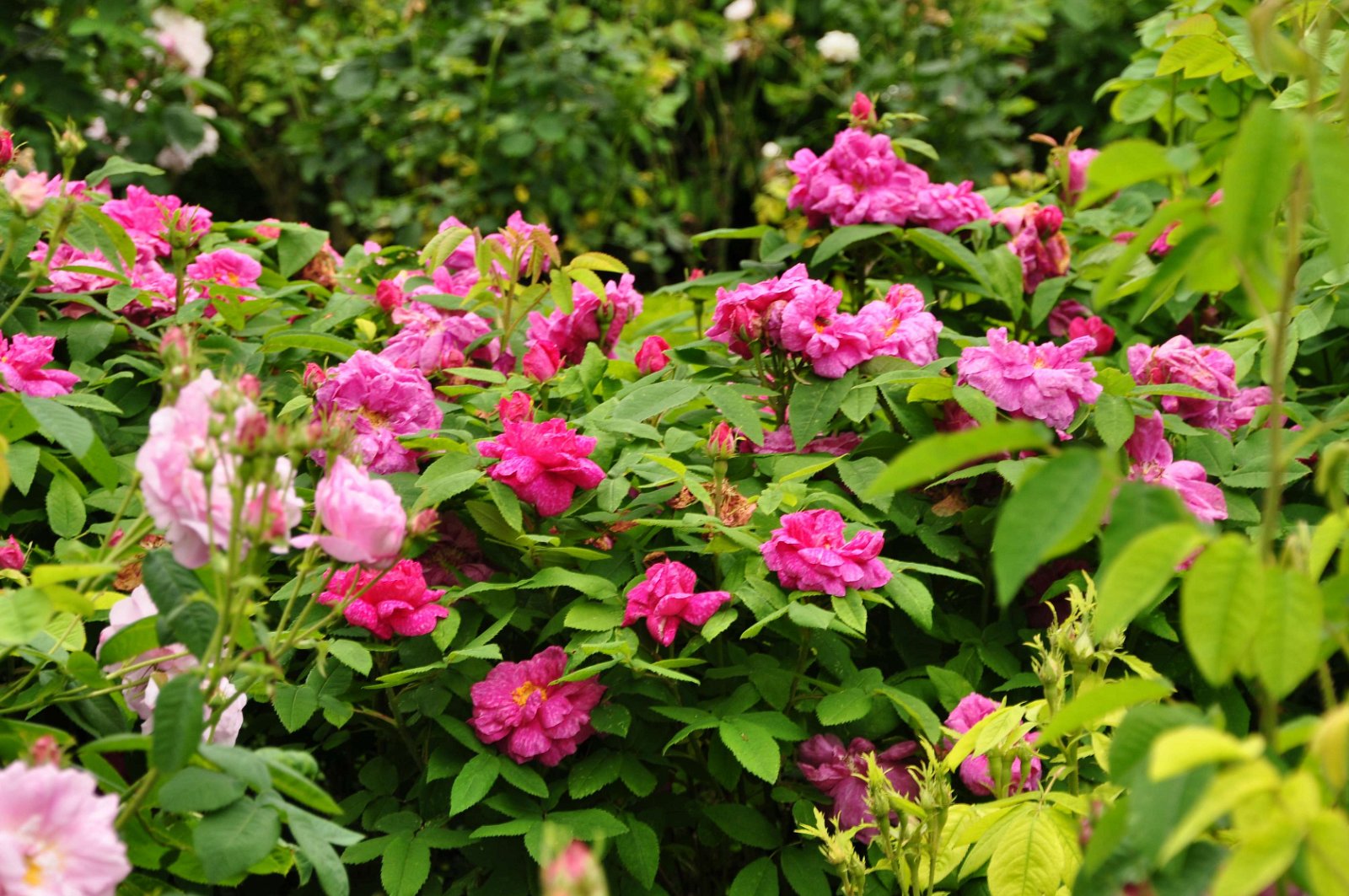 Brodsworth Hall and Gardens