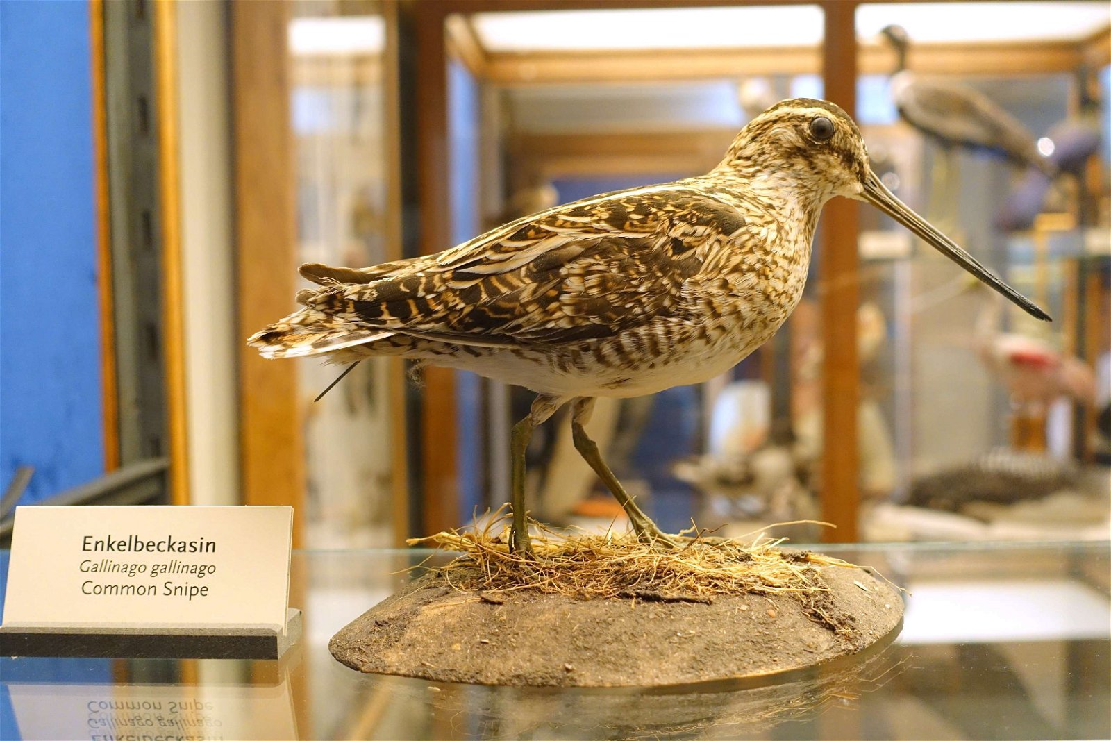 Swedish Museum of Natural History