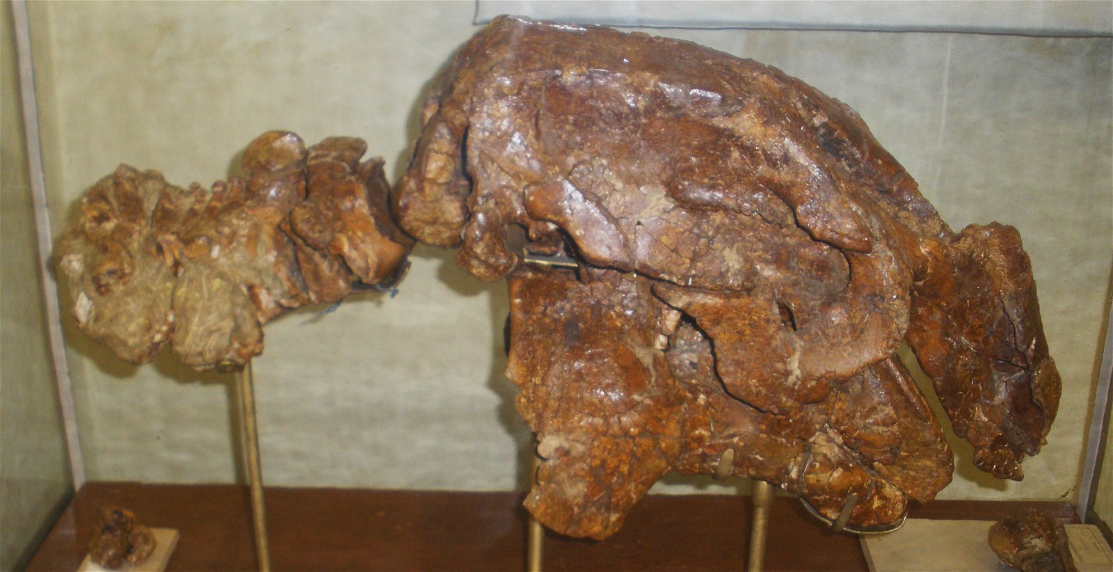 Museo Geologico Giovanni Capellini