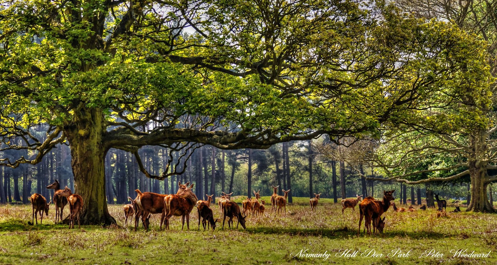 Normanby Hall Country Park