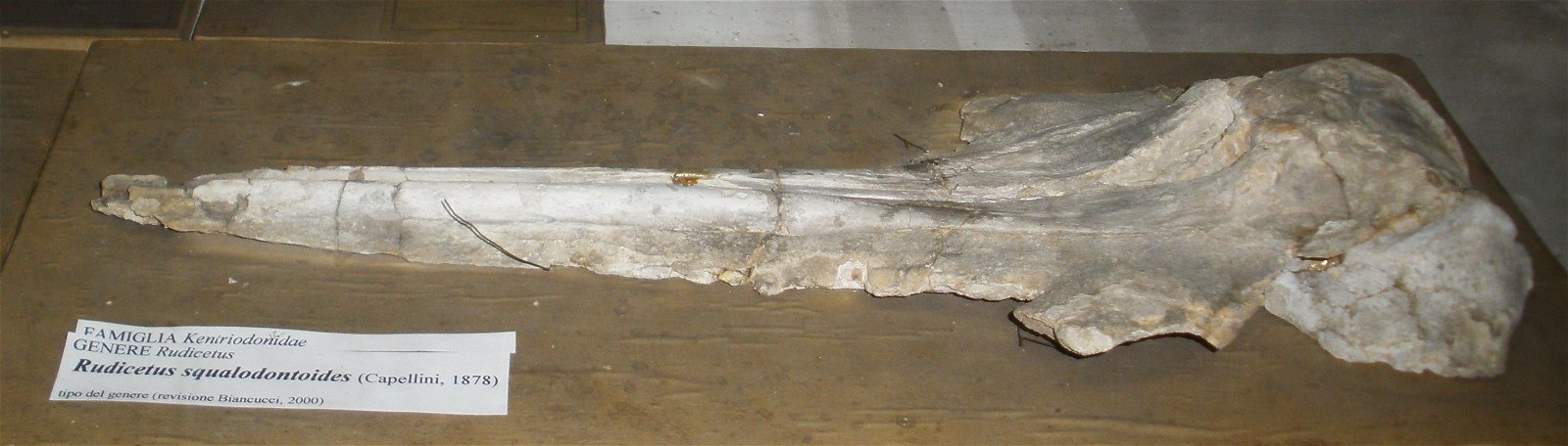 Museo Geologico Giovanni Capellini