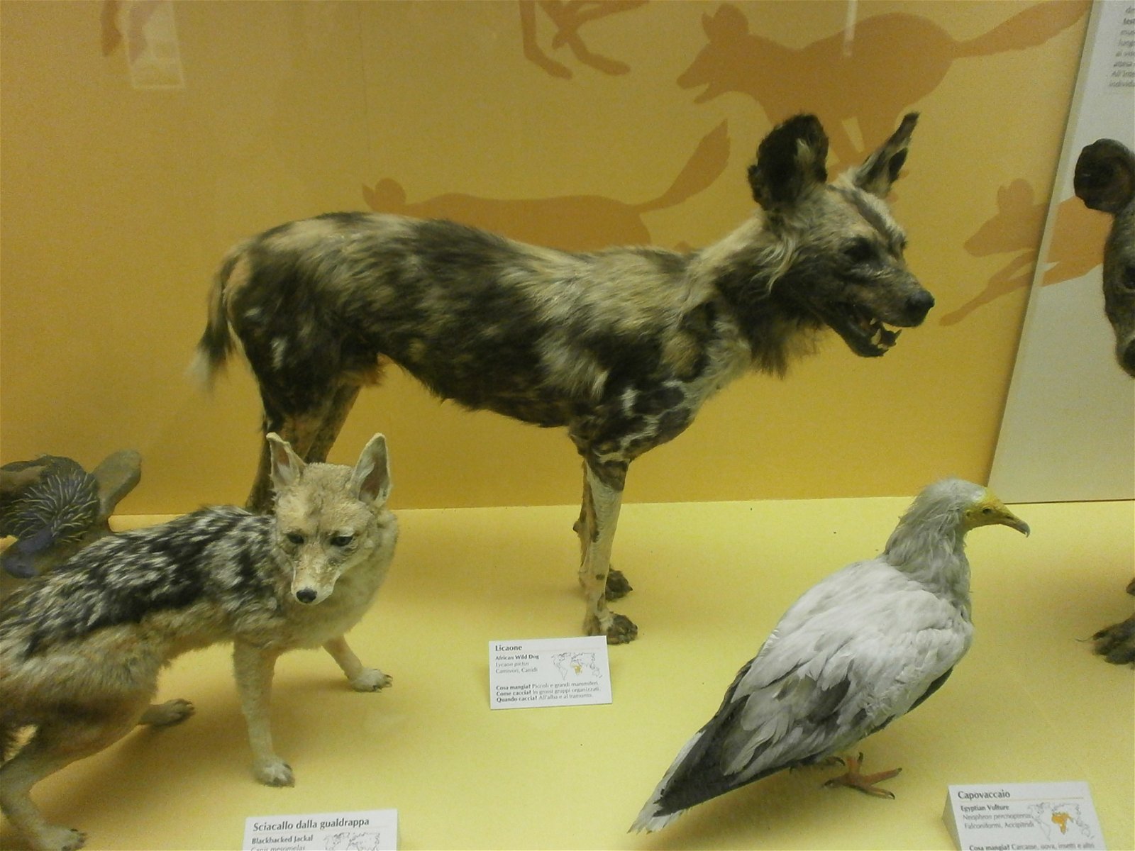 Museum of Natural History