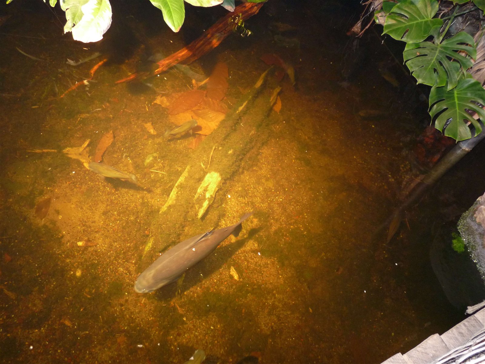 Aquaria Water Museum