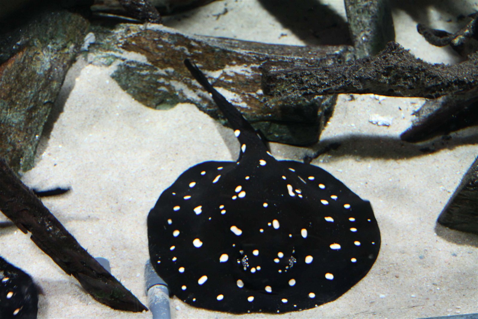 Aquarium de la Porte Dorée