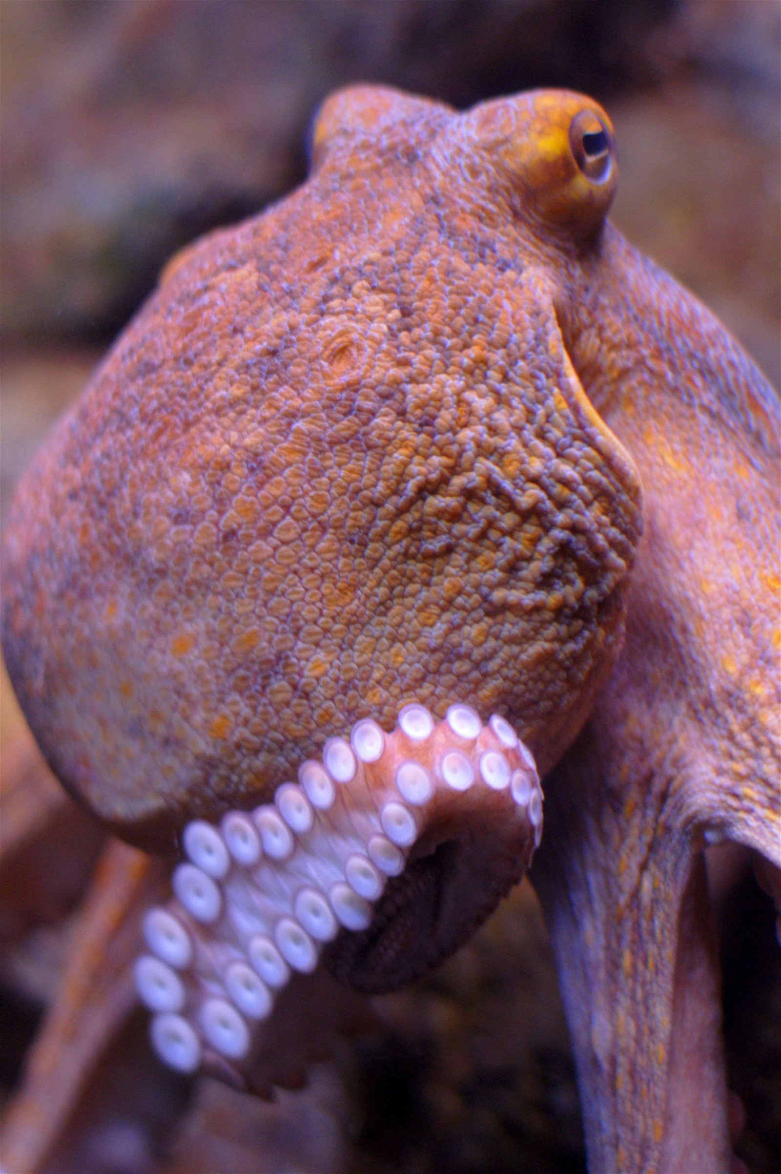 L’Aquàrium de Barcelona