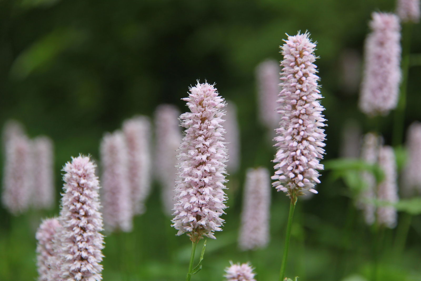 Arboretum de Kalmthout