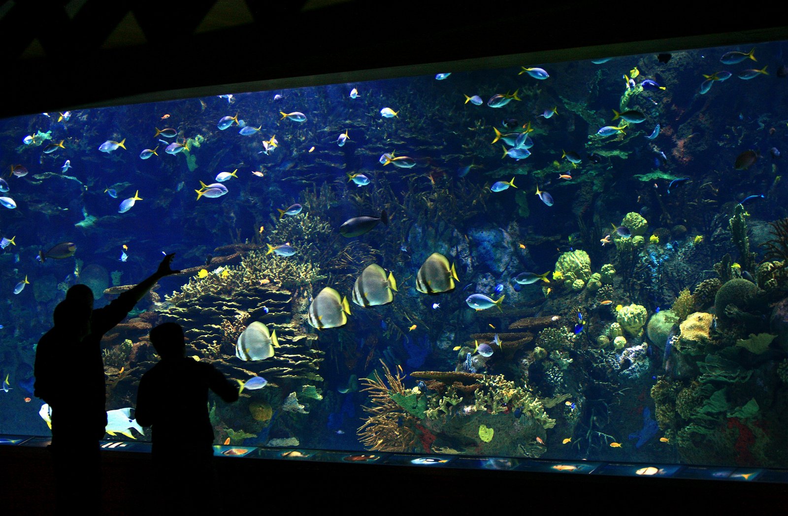 Oceanogràfic of Valencia