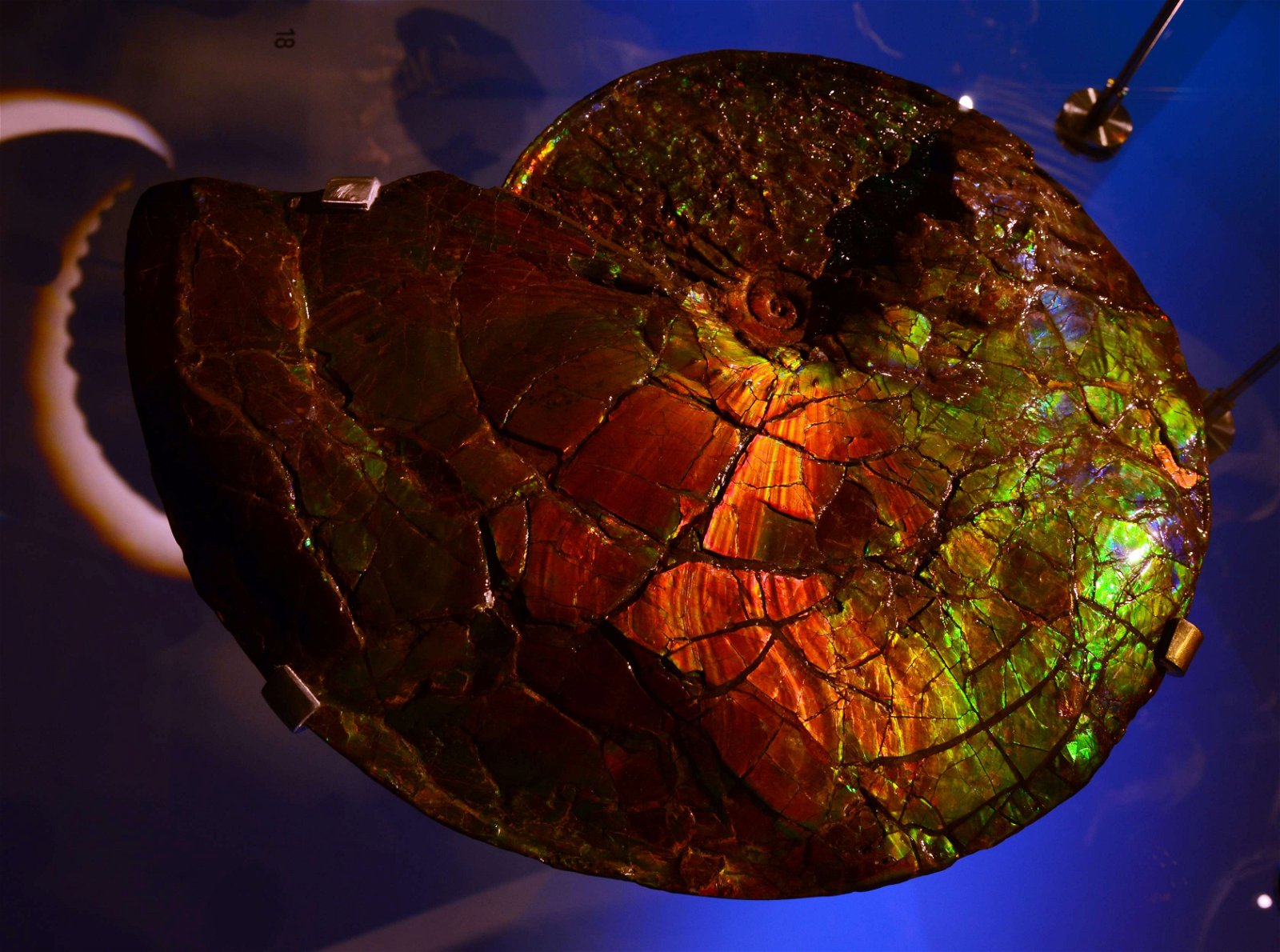 Musée des Confluences