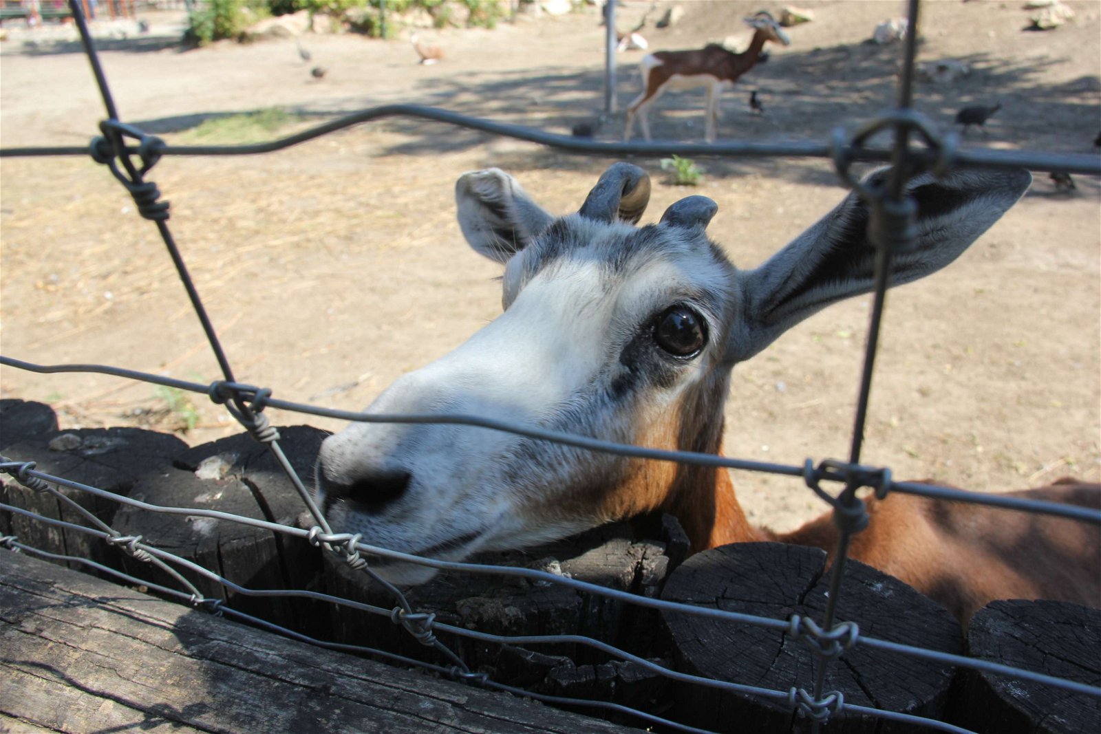 Budapest Zoo and Botanical Garden