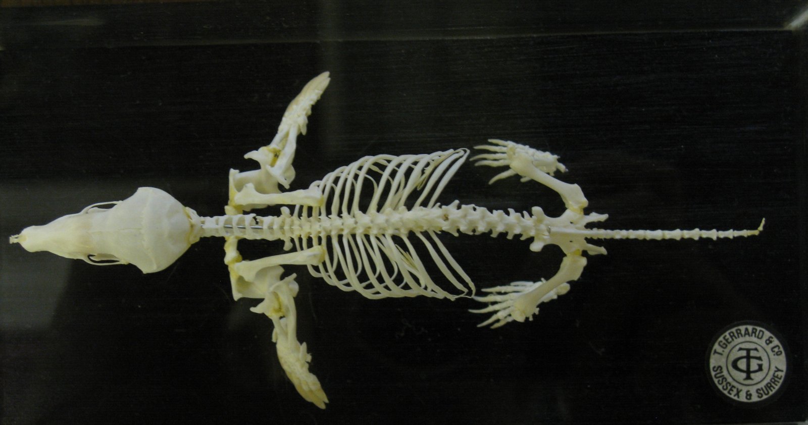 The Hunterian Museum and Art Gallery