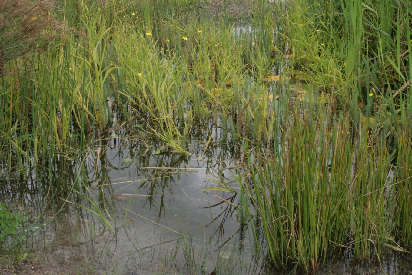 Aarhus Botanical Gardens
