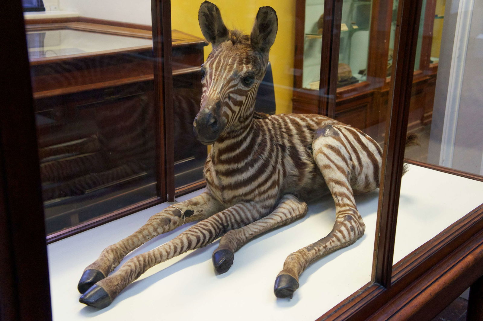National Museum of Ireland, Merrion Street