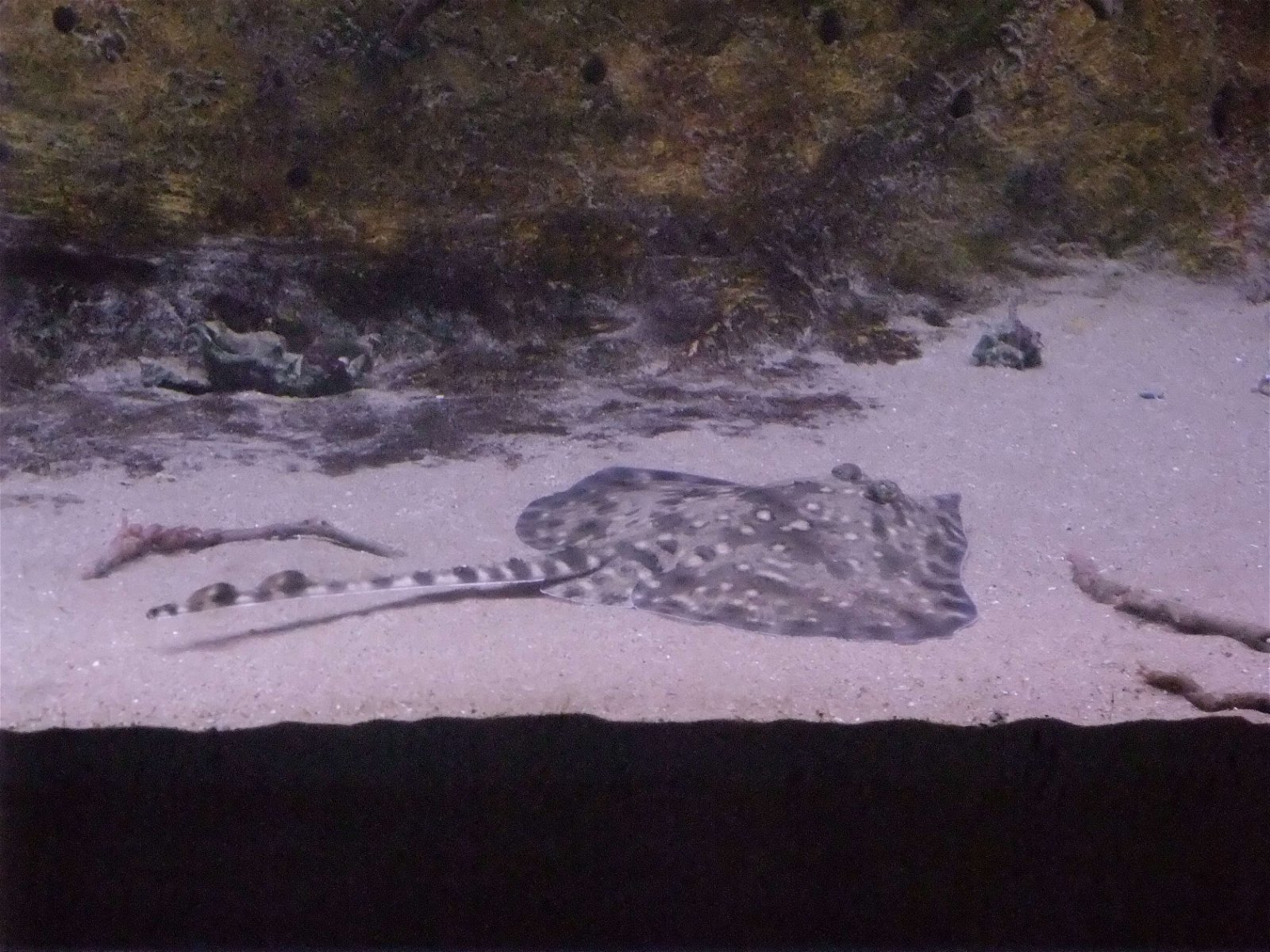 L’Aquàrium de Barcelona