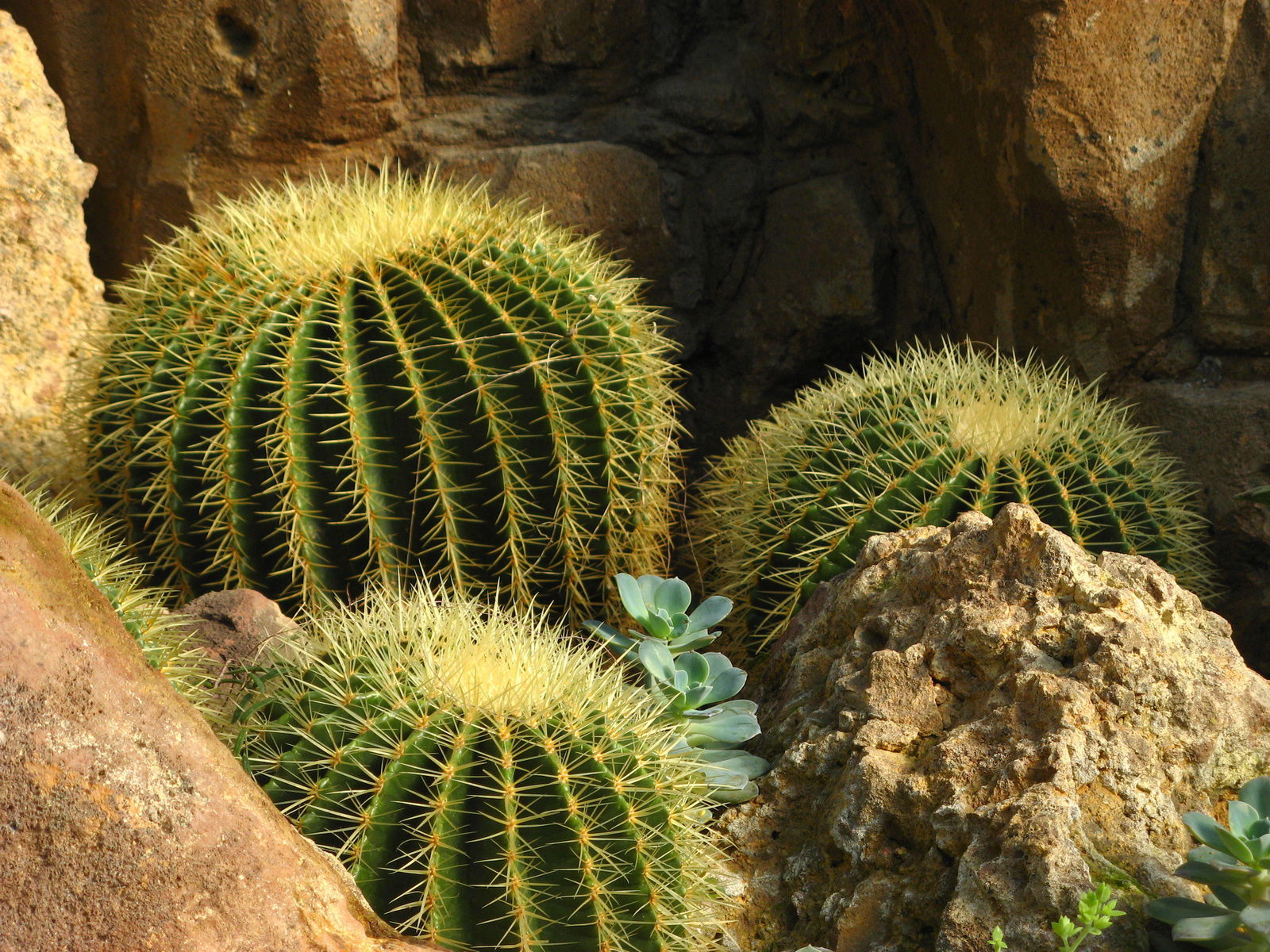 Schönbrunn Desert House