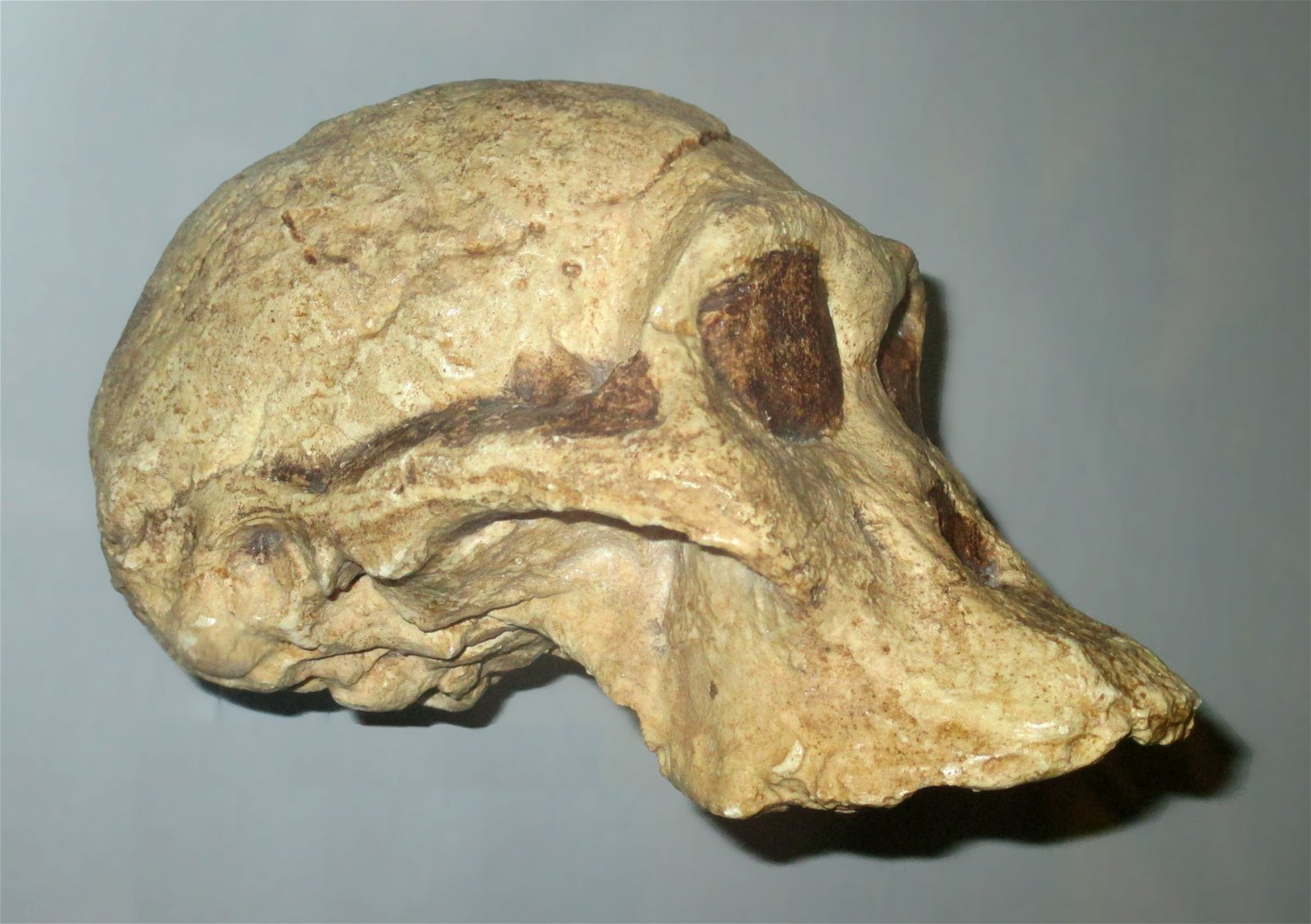 Göteborg Natural History Museum