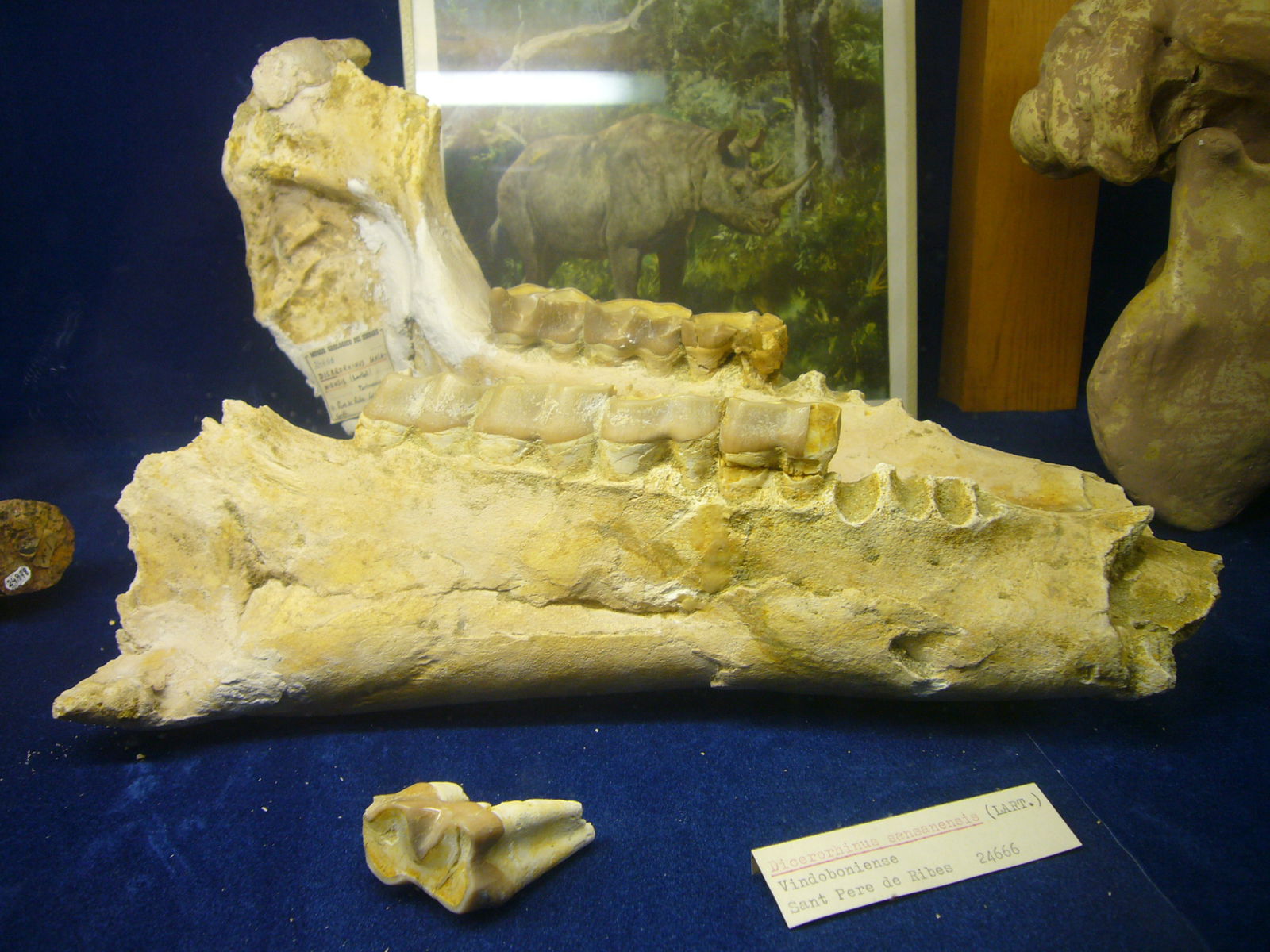 Museu Geologic del Seminari de Barcelona