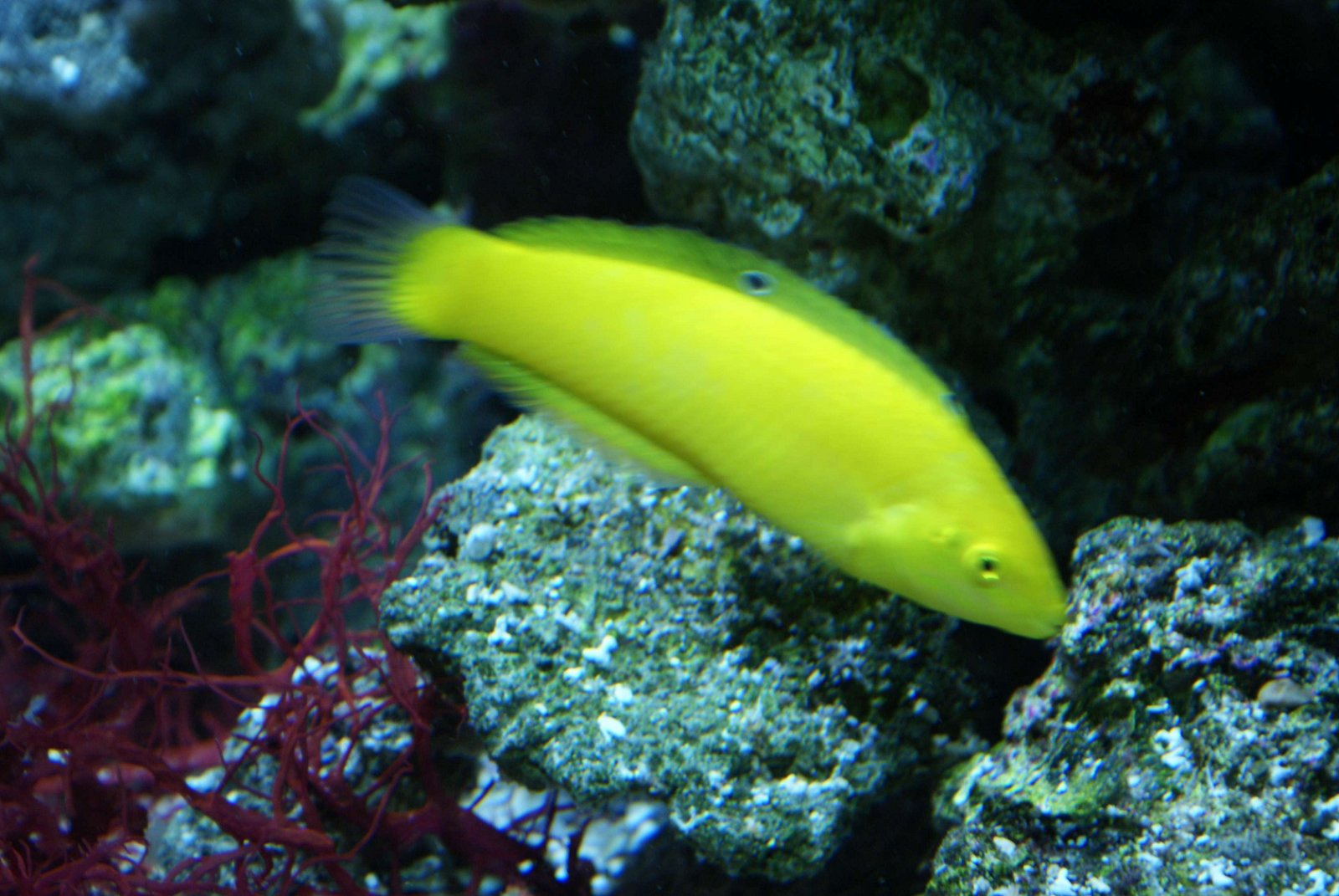 Tropicarium - Oceanarium