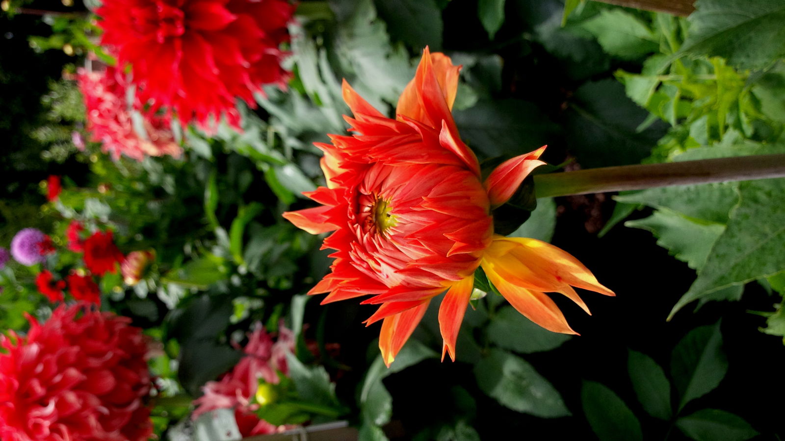 Jardín botánico de Birmingham