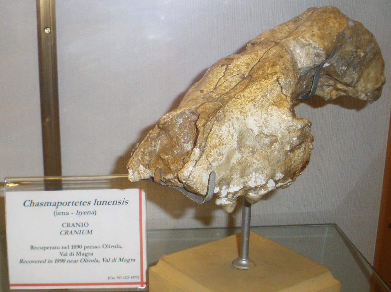 University of Florence Natural History Museum - Geology and Paleontology