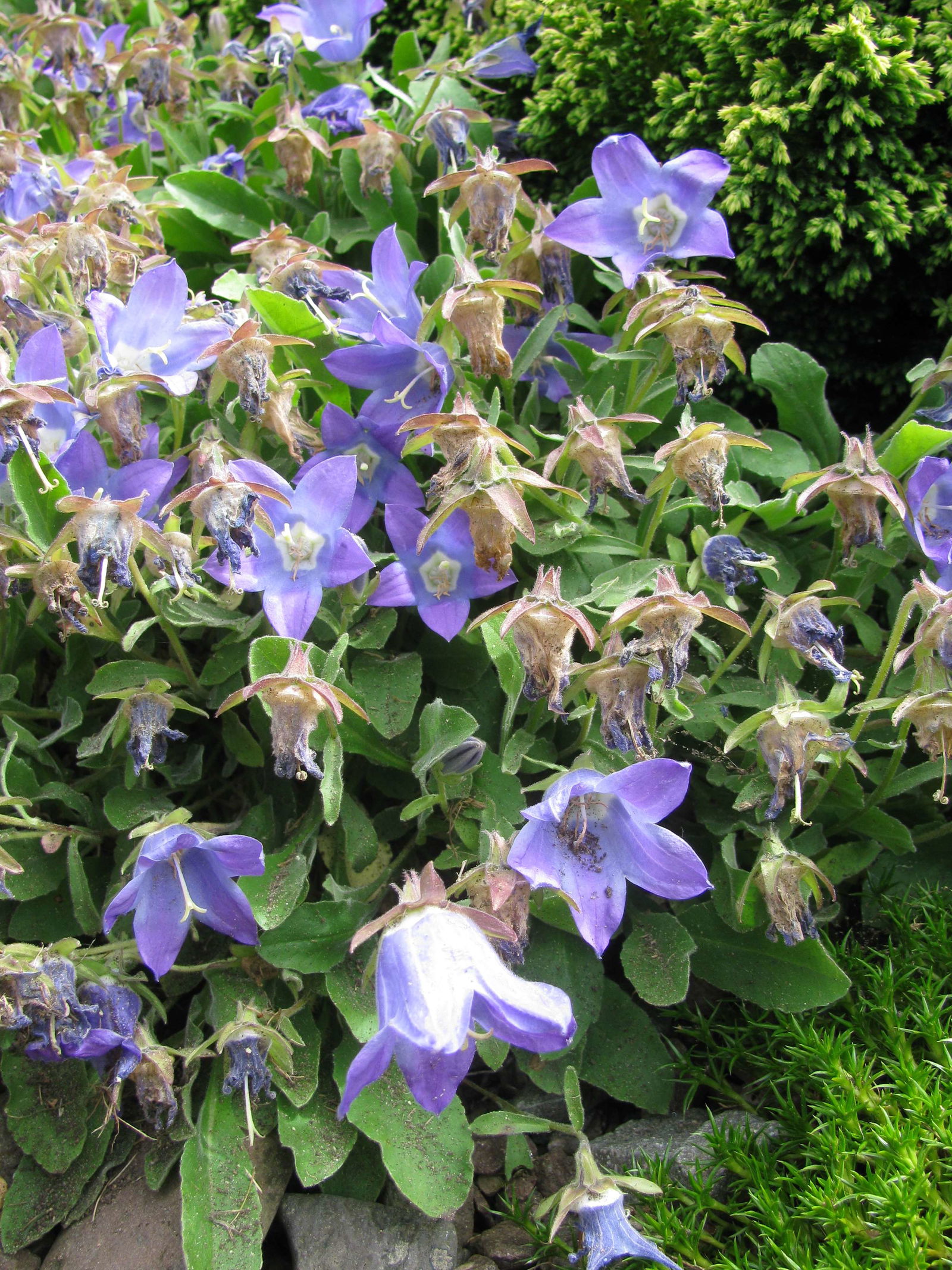 Royal Botanic Garden Edinburgh