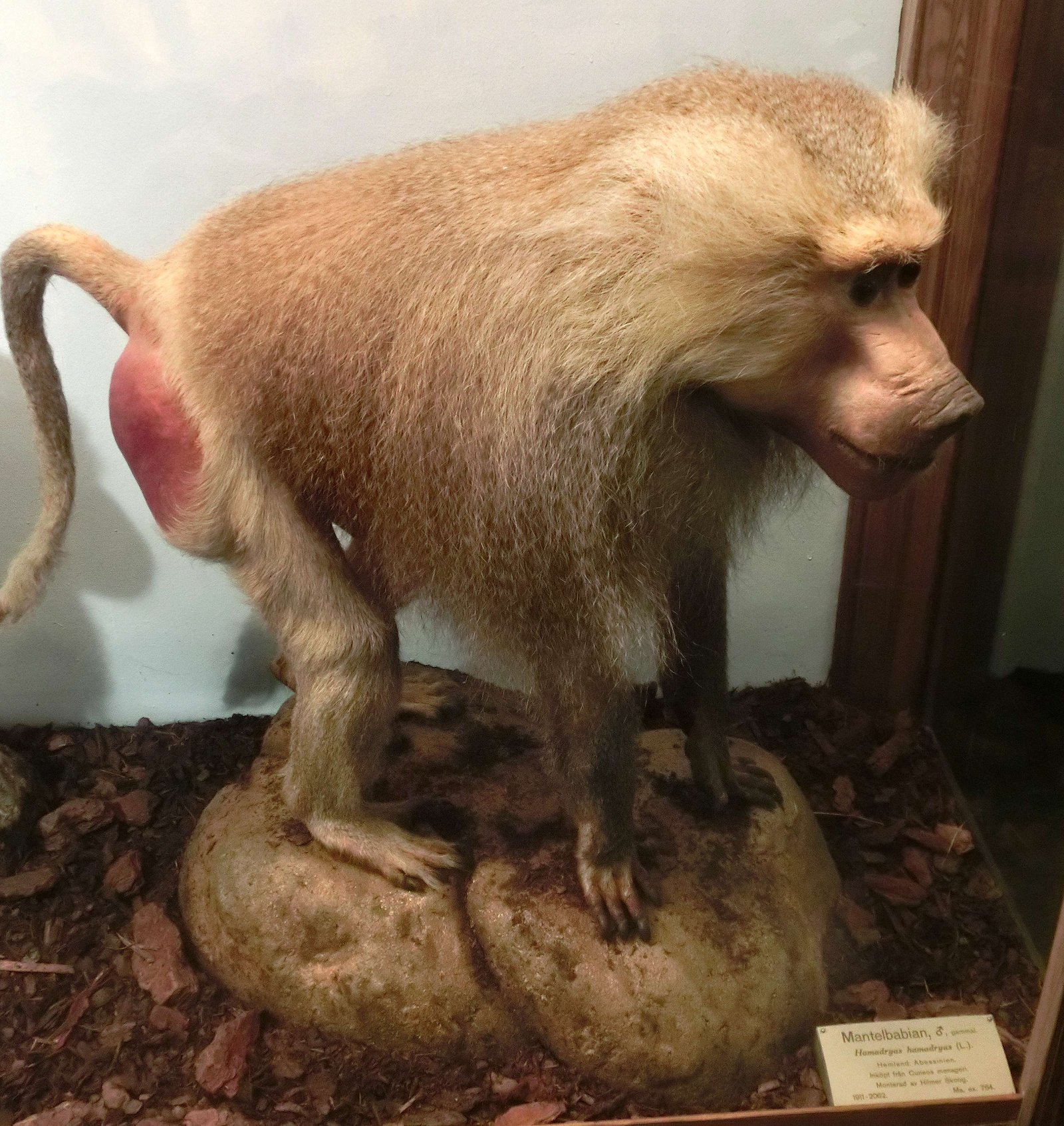 Göteborg Natural History Museum