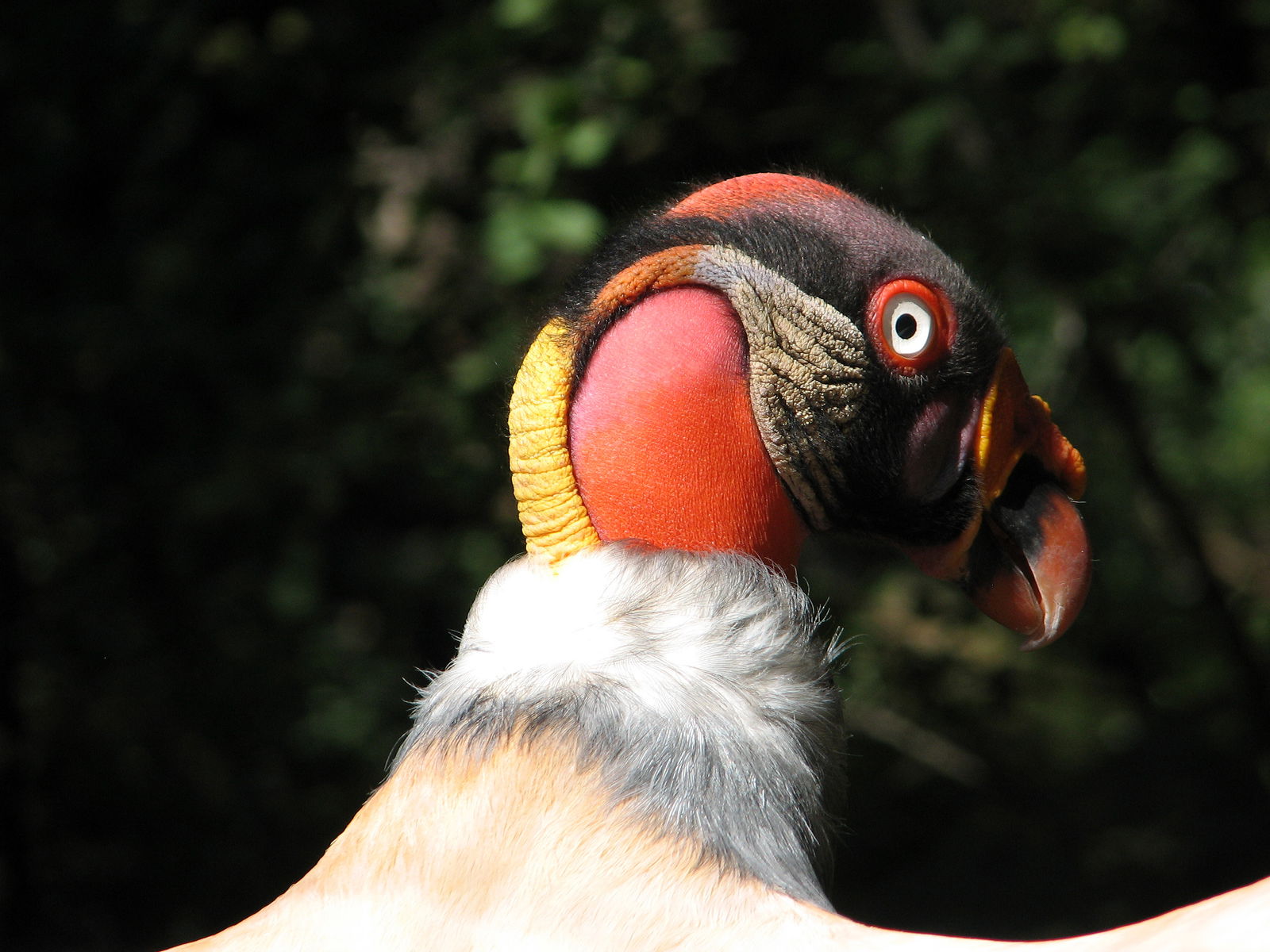 Berlin Zoological Garden