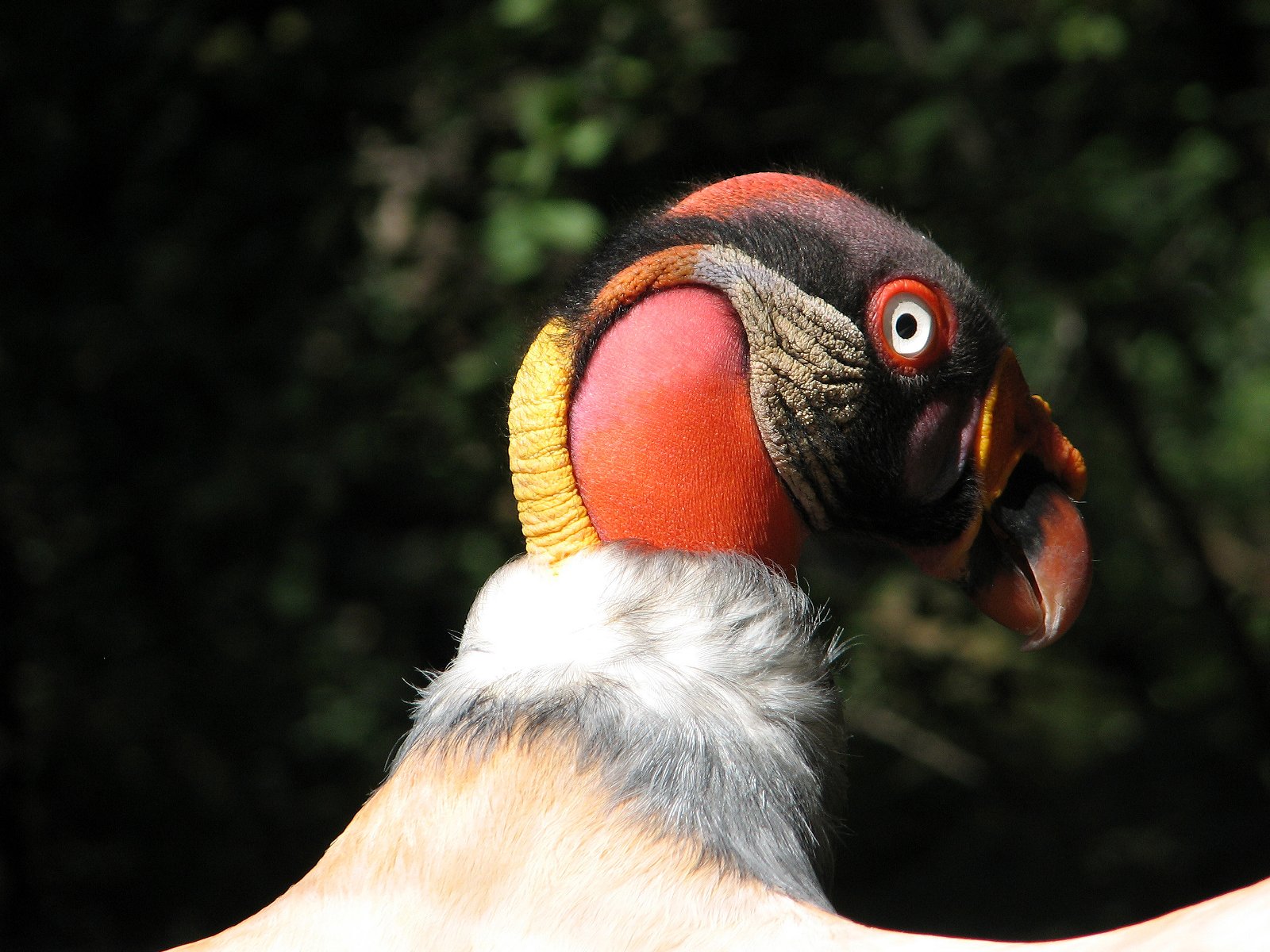 Berlin Zoological Garden