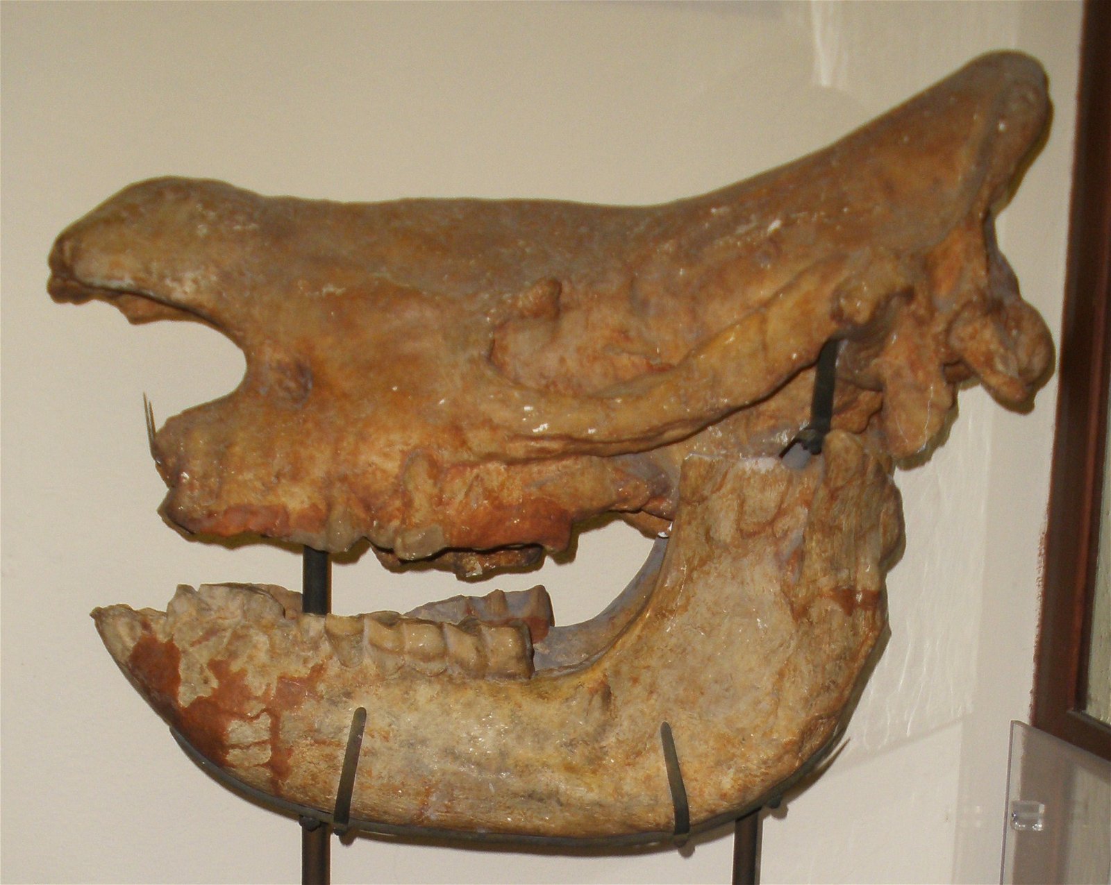 Museo Geologico Giovanni Capellini