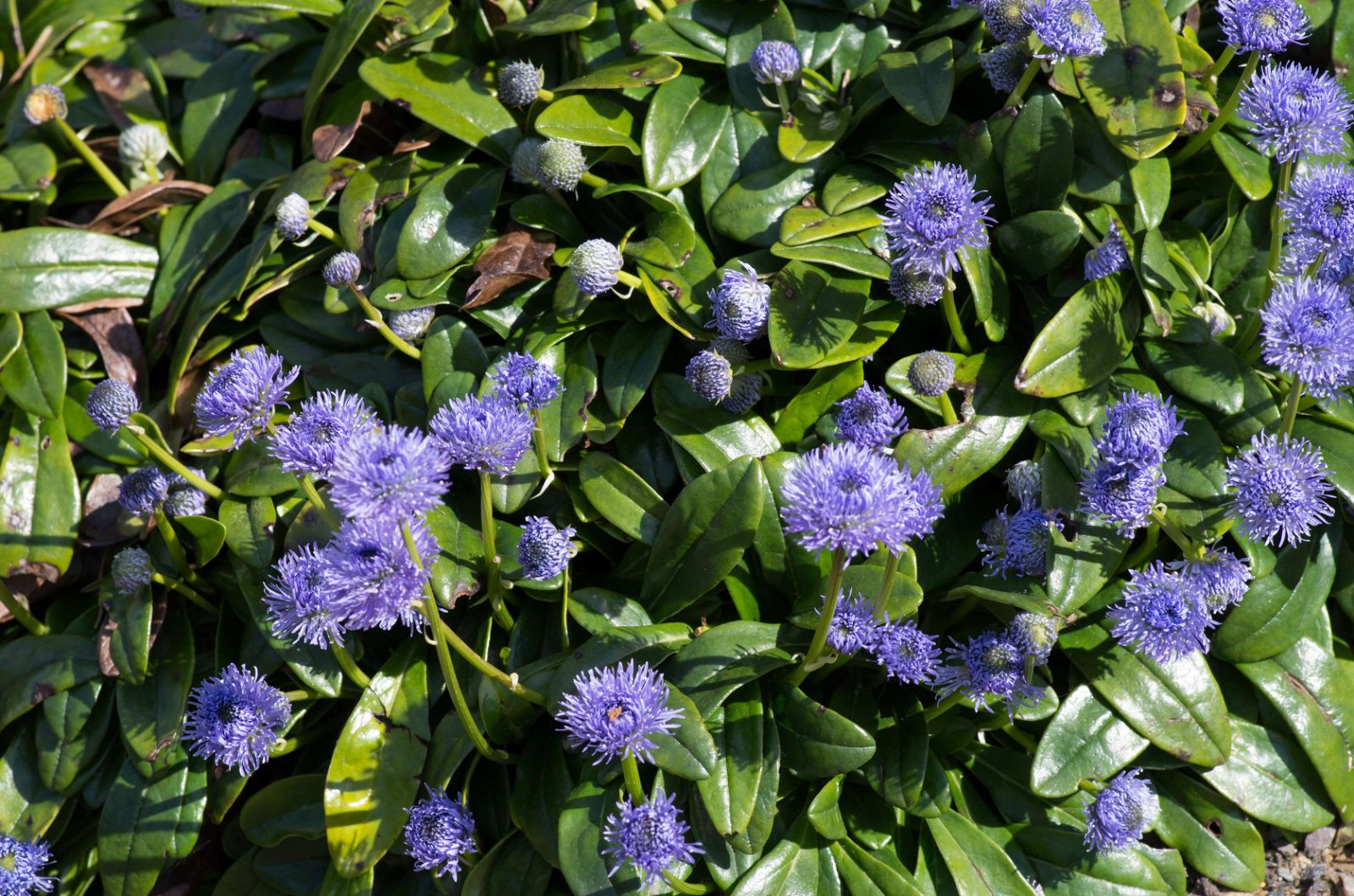 Royal Botanic Gardens, Kew