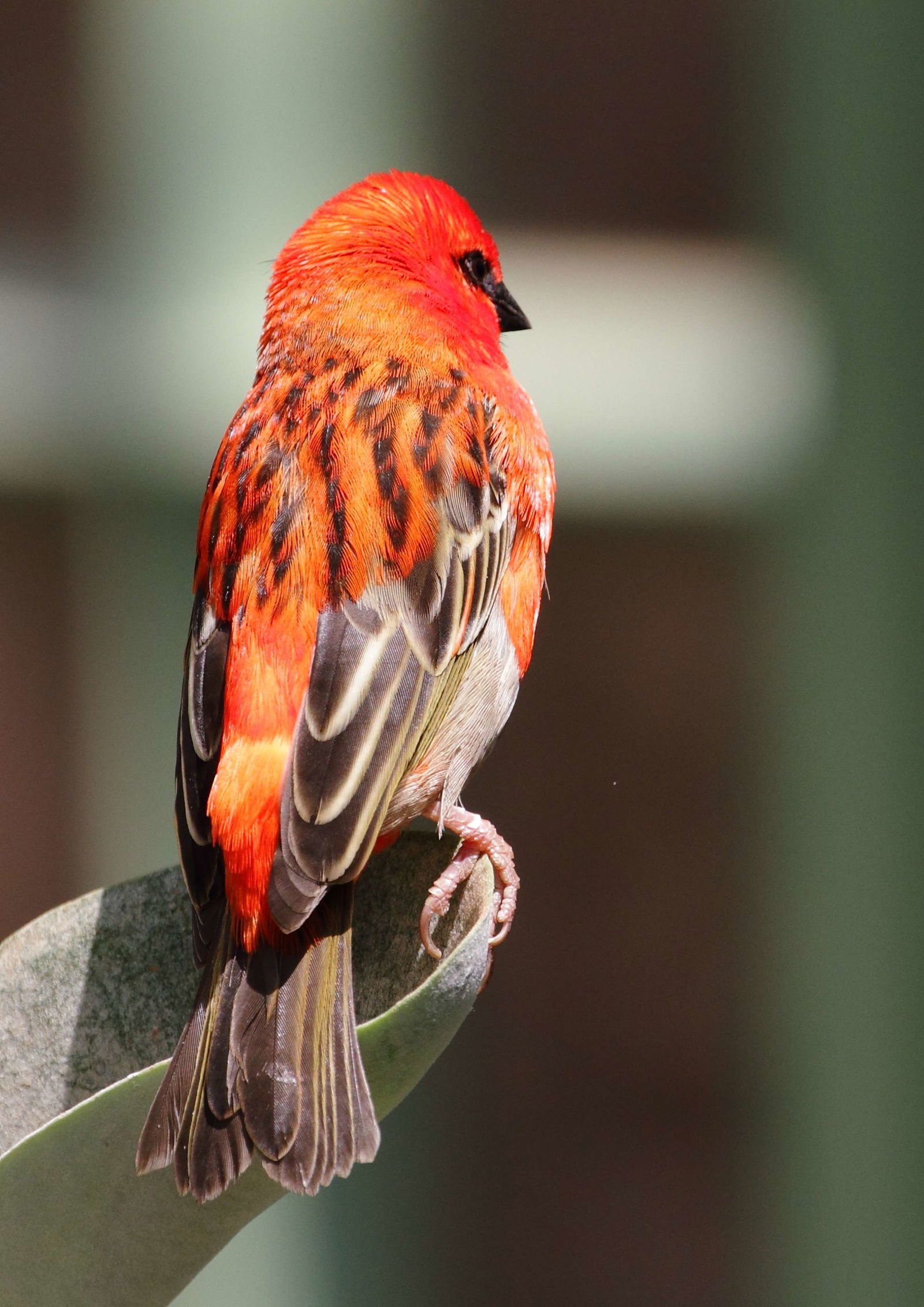 Schönbrunn Desert House