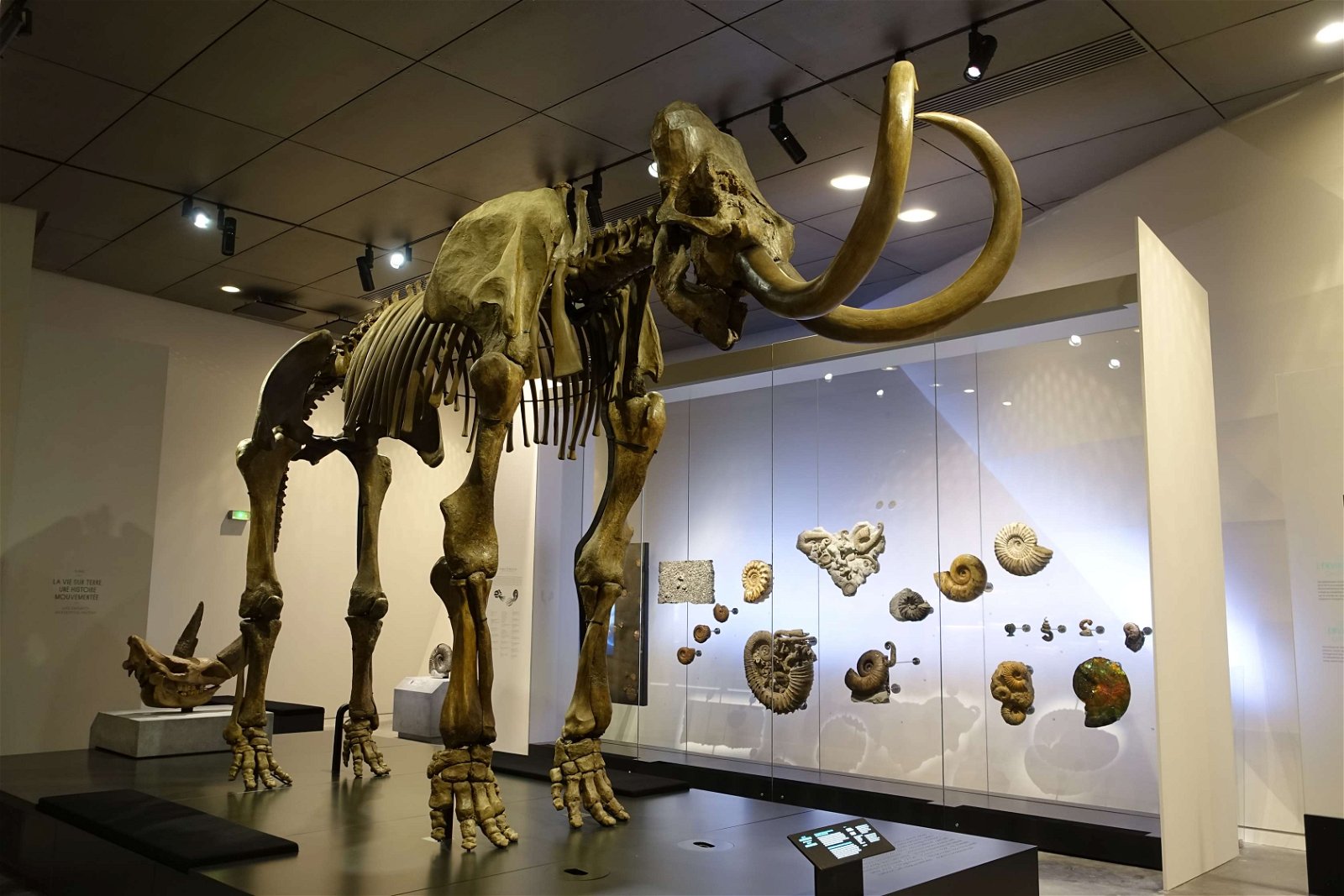 Musée des Confluences