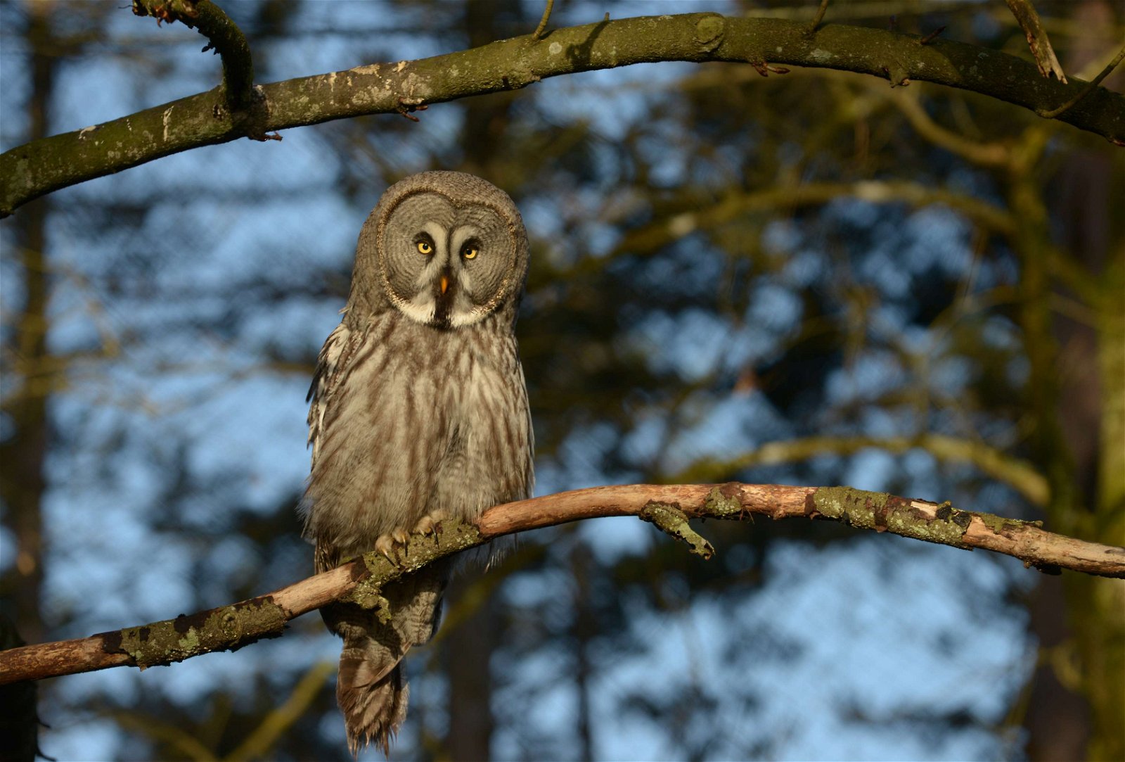 Wildpark - Domein van de Grotten van Han