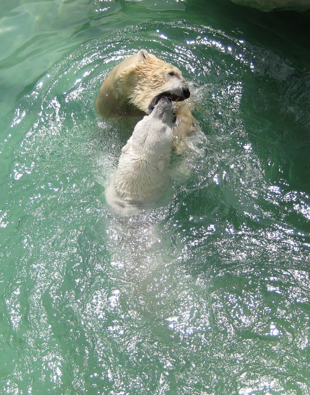 Tiergarten Schönbrunn