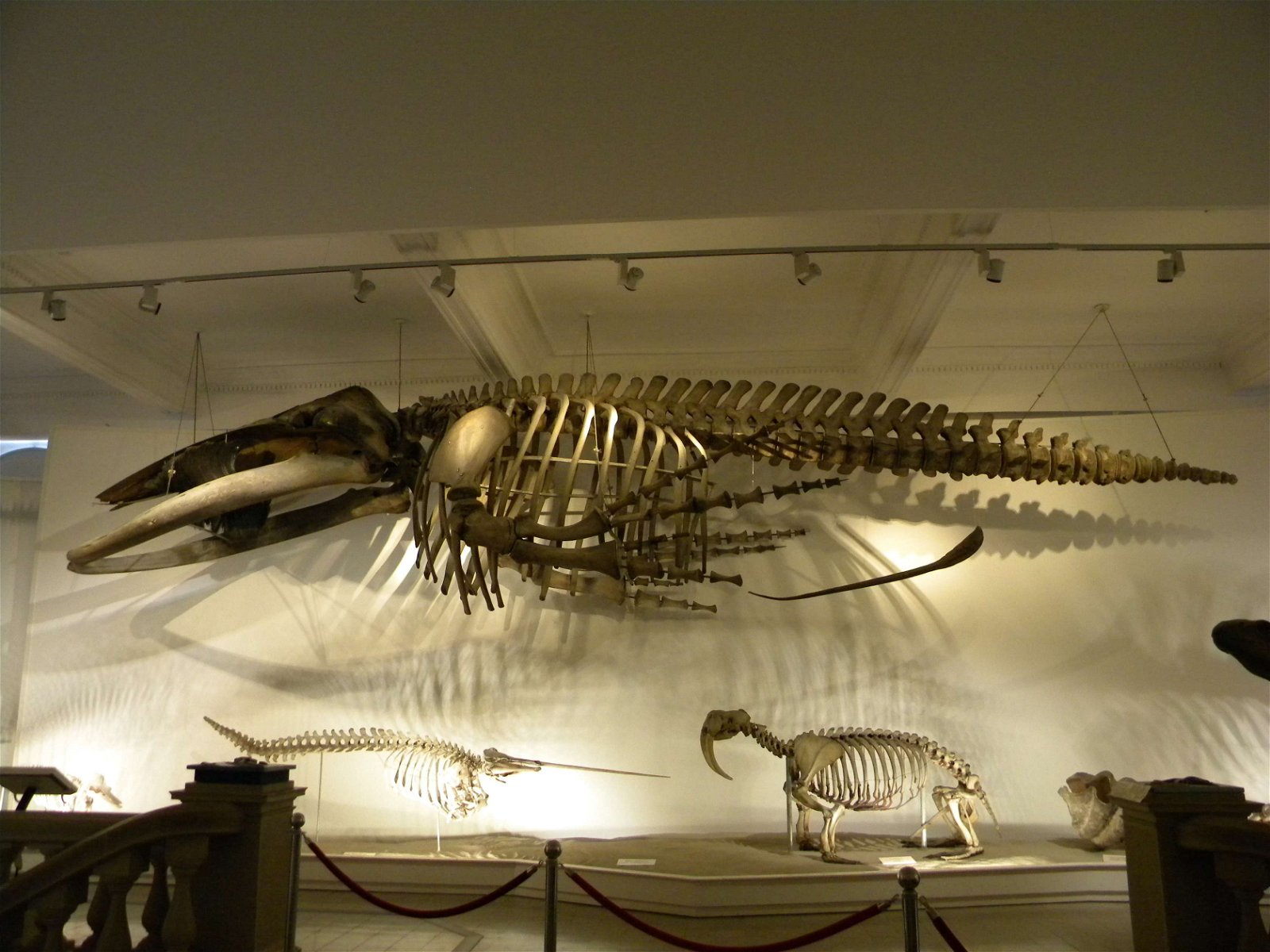 Grigore Antipa National Museum of Natural History