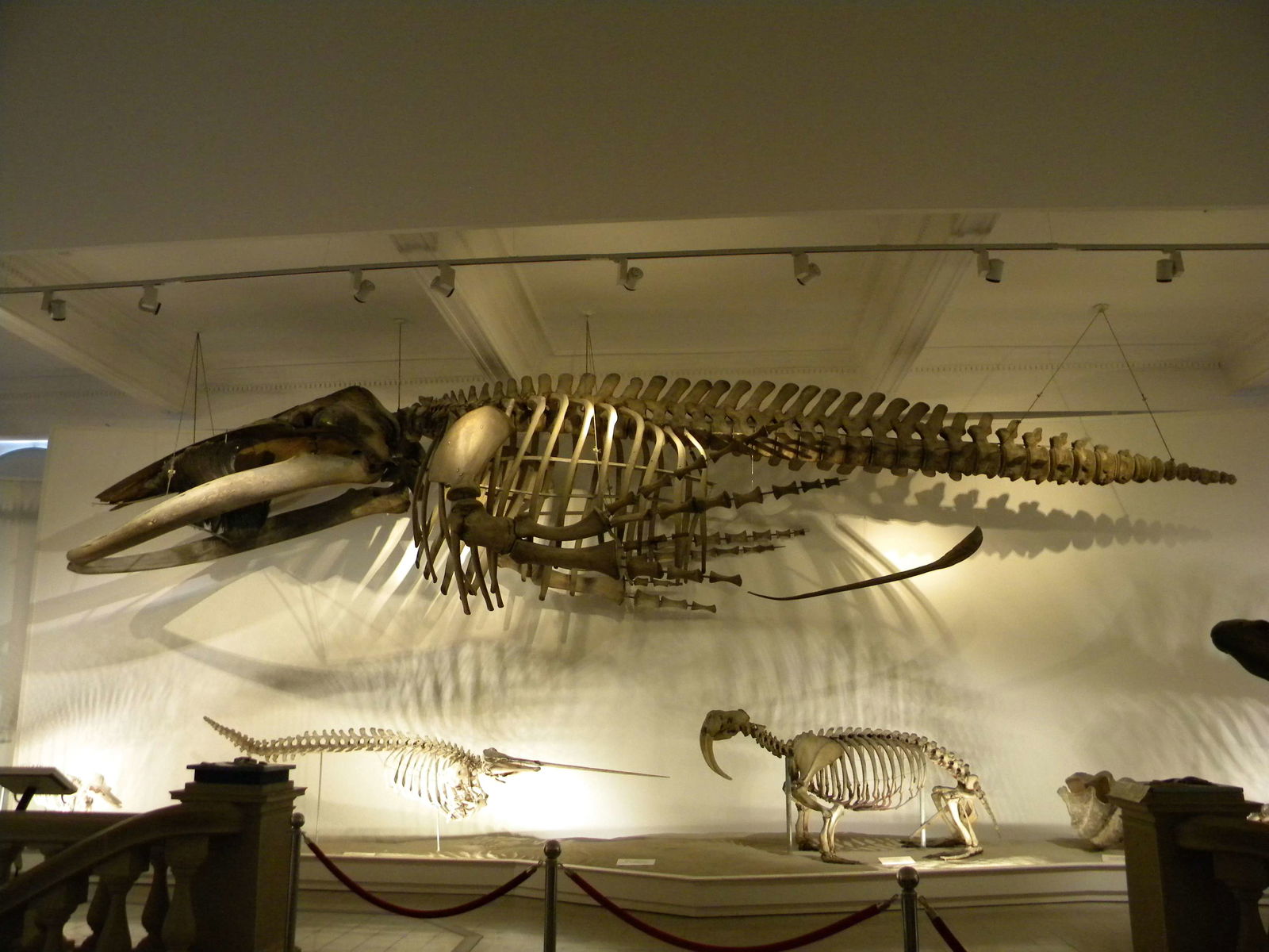 Grigore Antipa National Museum of Natural History