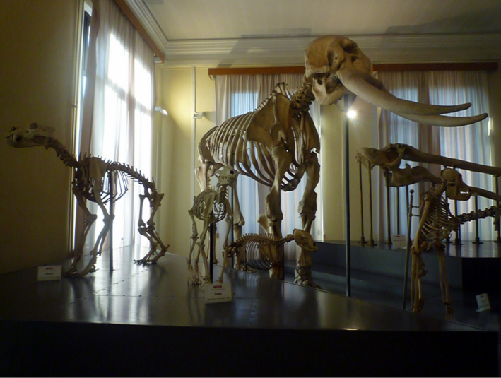 Museo Civico di Zoologia