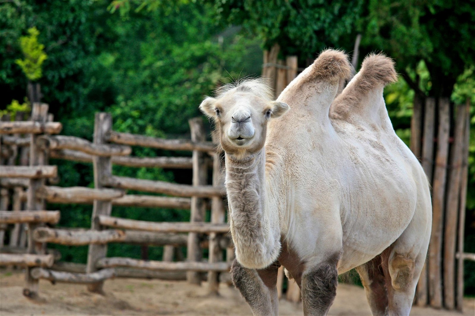 Budapest Zoo and Botanical Garden