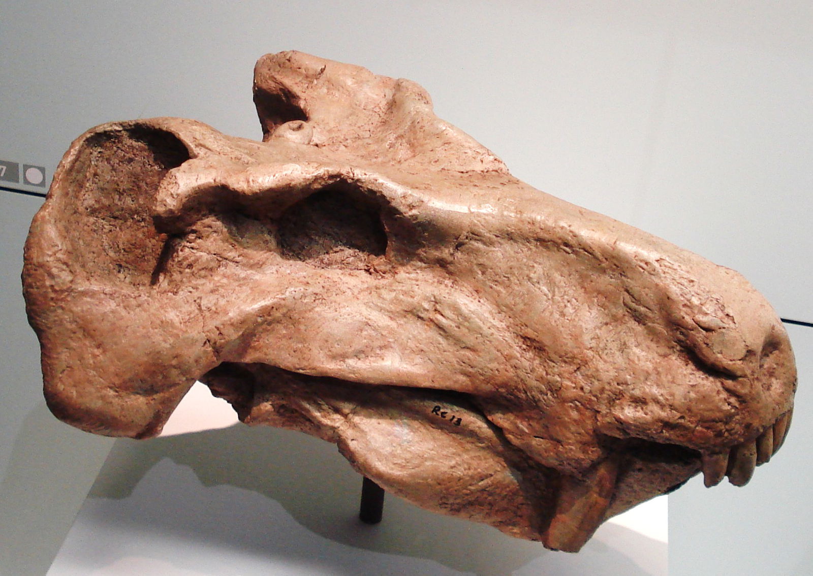 Staatliches Museum für Naturkunde Stuttgart