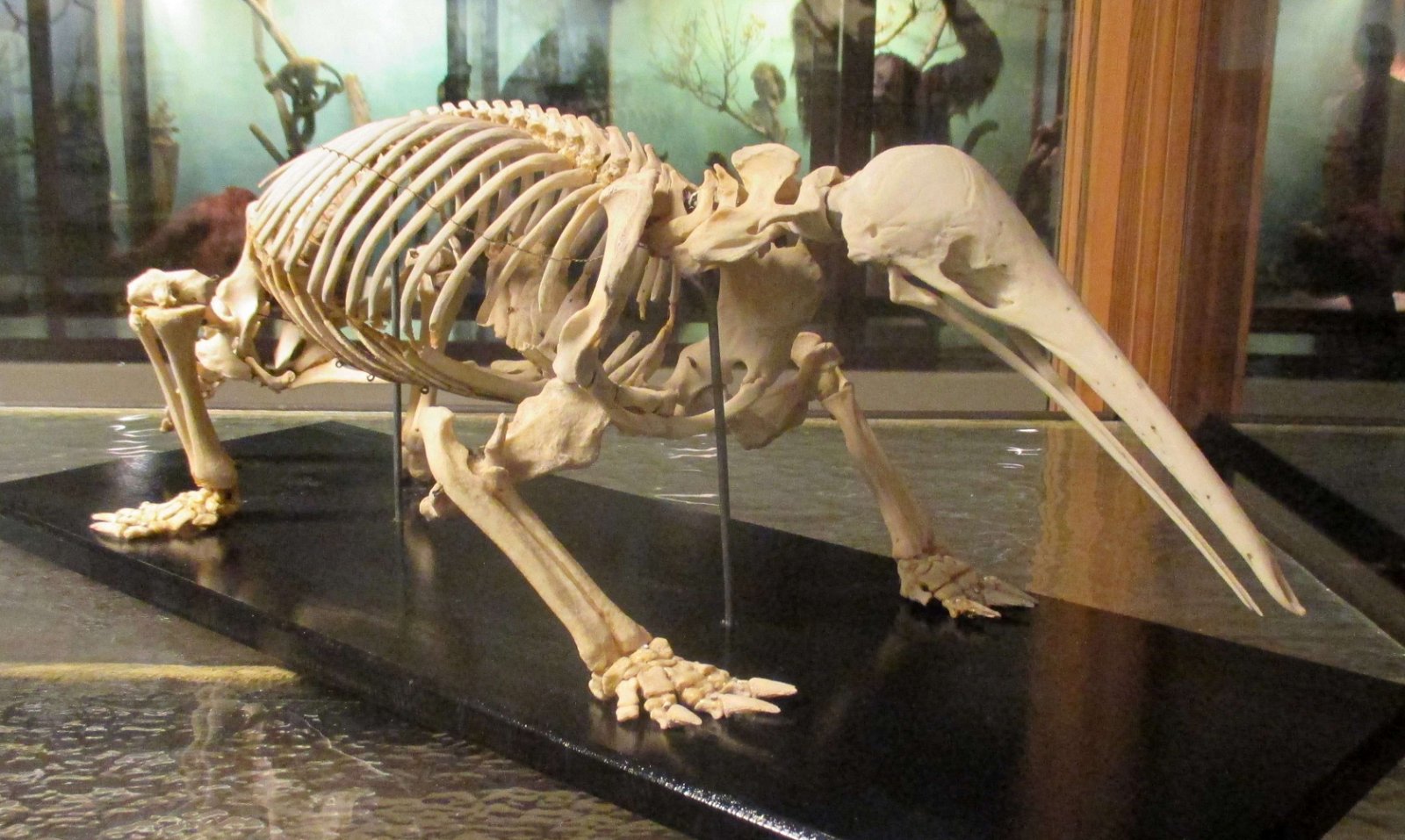 Göteborg Natural History Museum